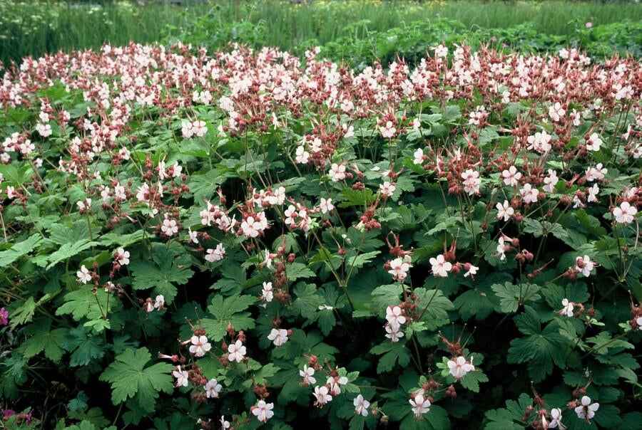 Image of Felsen – Storchschnabel Geranium macrorrhizum 'Spessart' – Winterharter Bodendecker – Ø9cm Töpfe – Höhe 10-25cm-1
