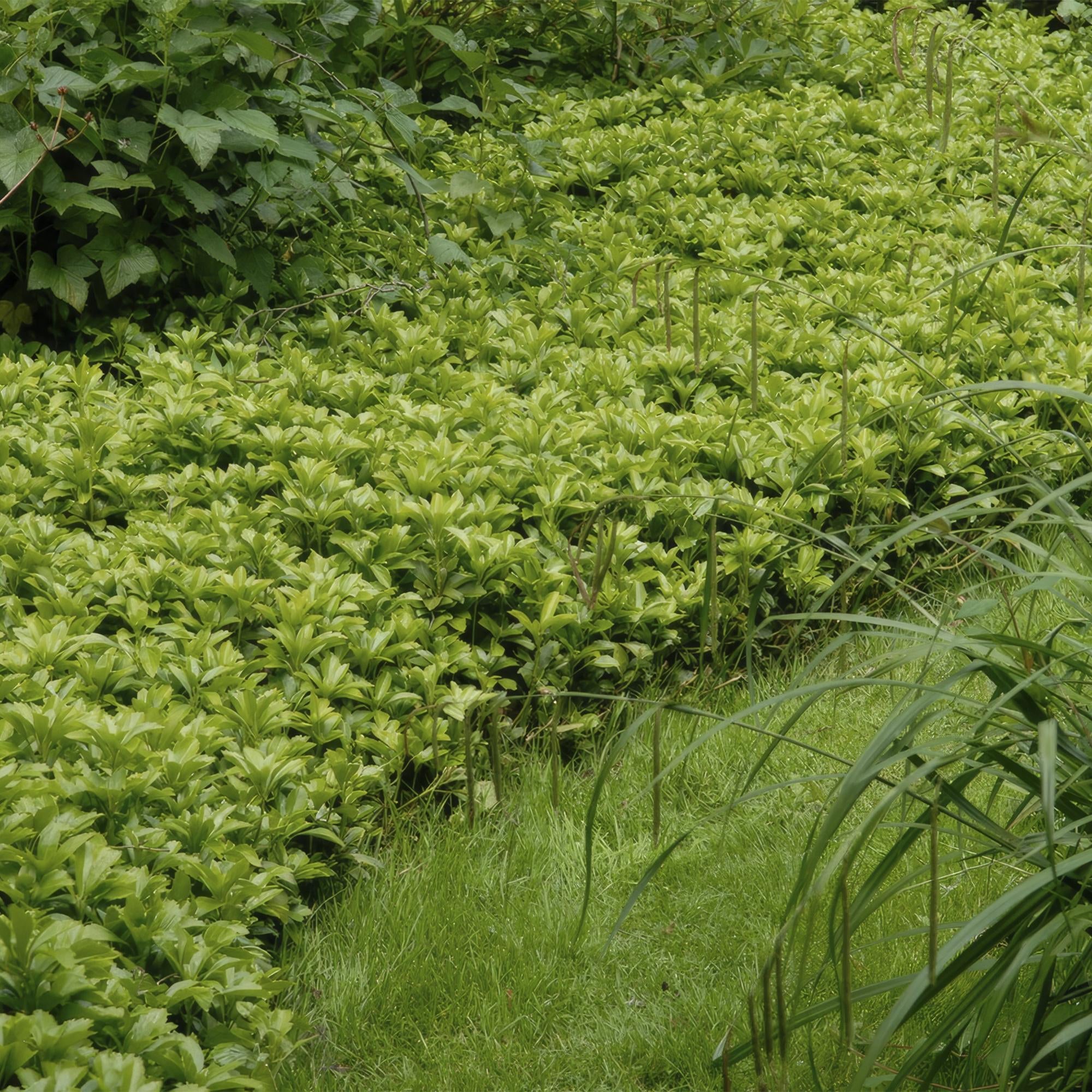 Image of Pachysandra terminalis 'Green Carpet' – schattenverträglich – pflegeleicht – Ø9cm – ↕10-25cm-5