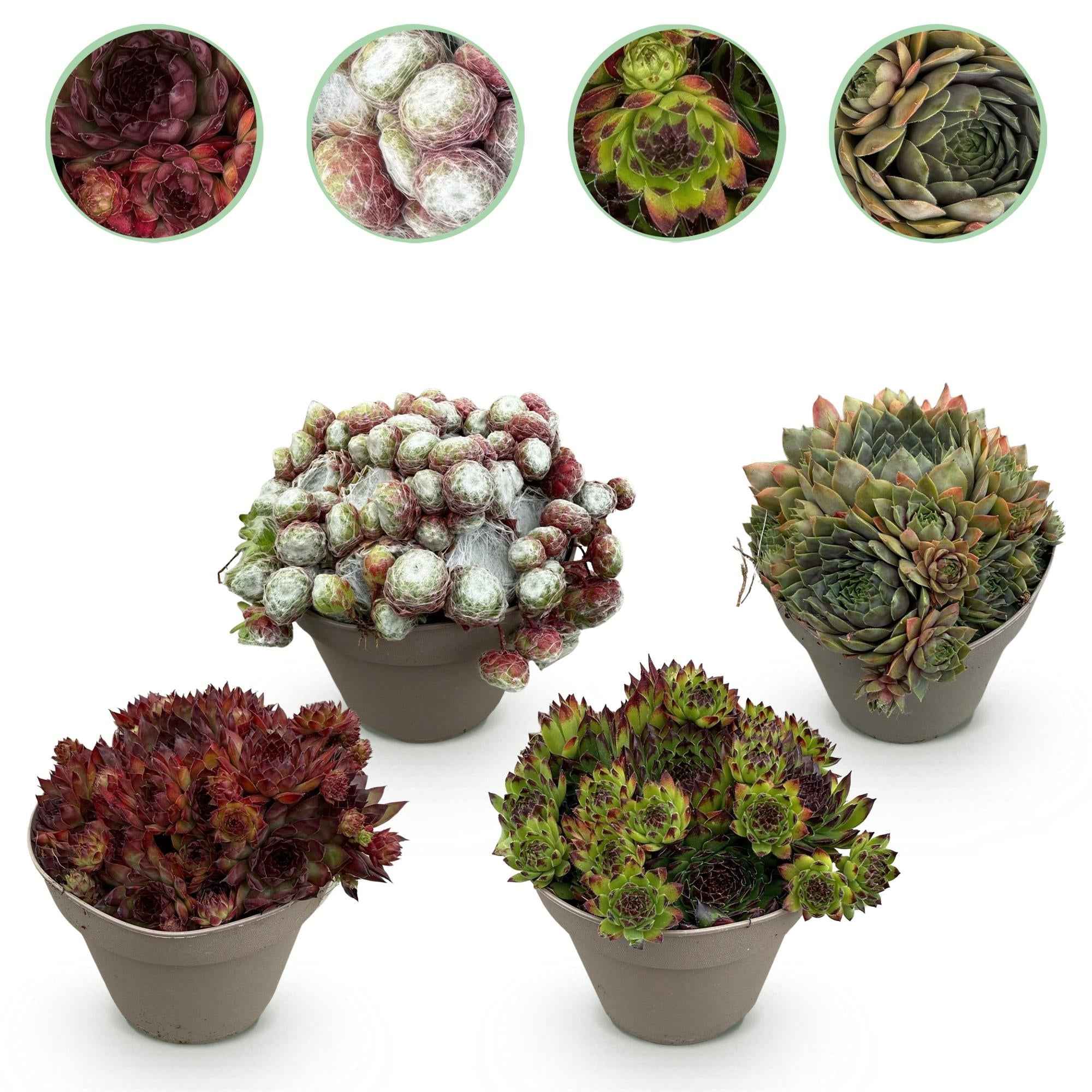 Image of Bodendecker Sempervivum Big Sam – Winterhart – Verschiedene Farben – Pflegeleichte Hauswurz für Beete, Steingärten, Balkon & Terrasse-1