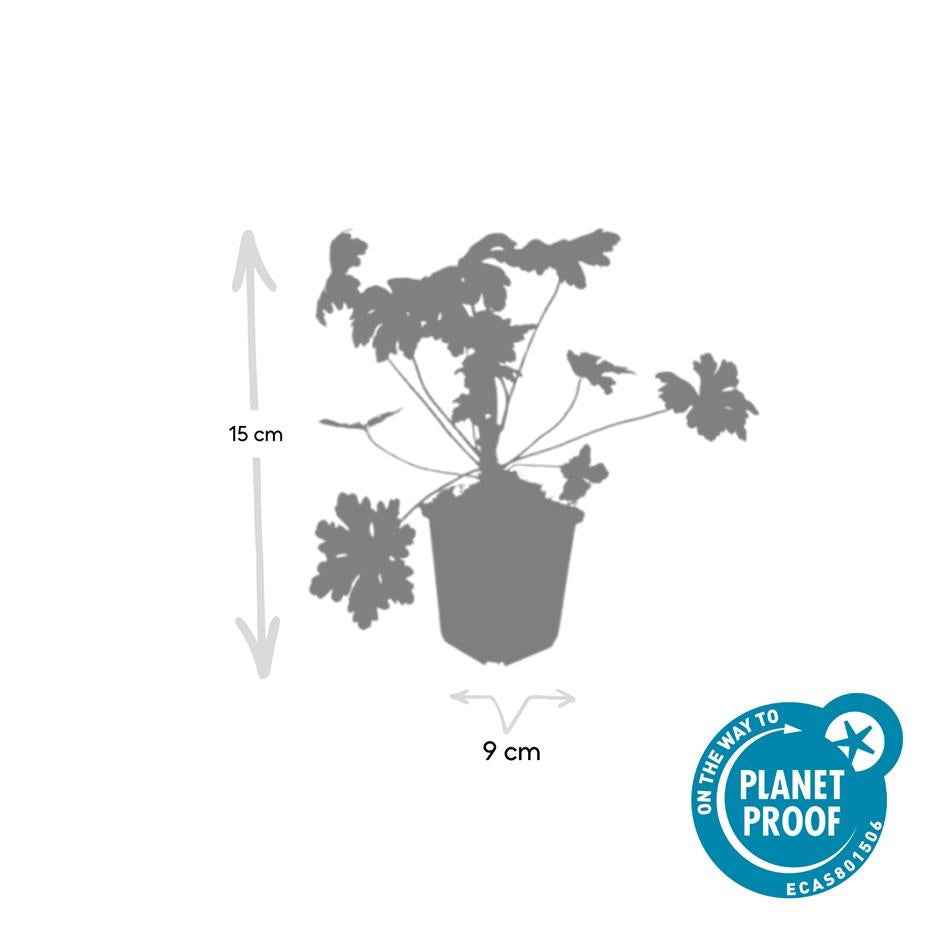 Image of Balkan – Storchschnabel Geranium macr. 'Ingwersen's Var.' – ↕10-25cm – Ø9cm – mit zartrosafarbenen Blüten-4