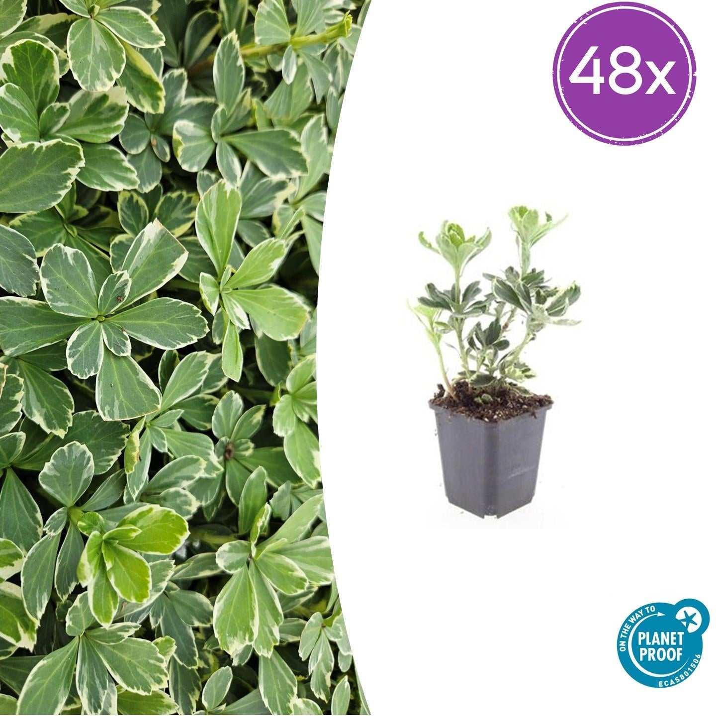 Image of Schattengrün Pachysandra terminalis 'Variegata' – ↕10-25cm – Ø9cm – Cremeweiße Blätter-8