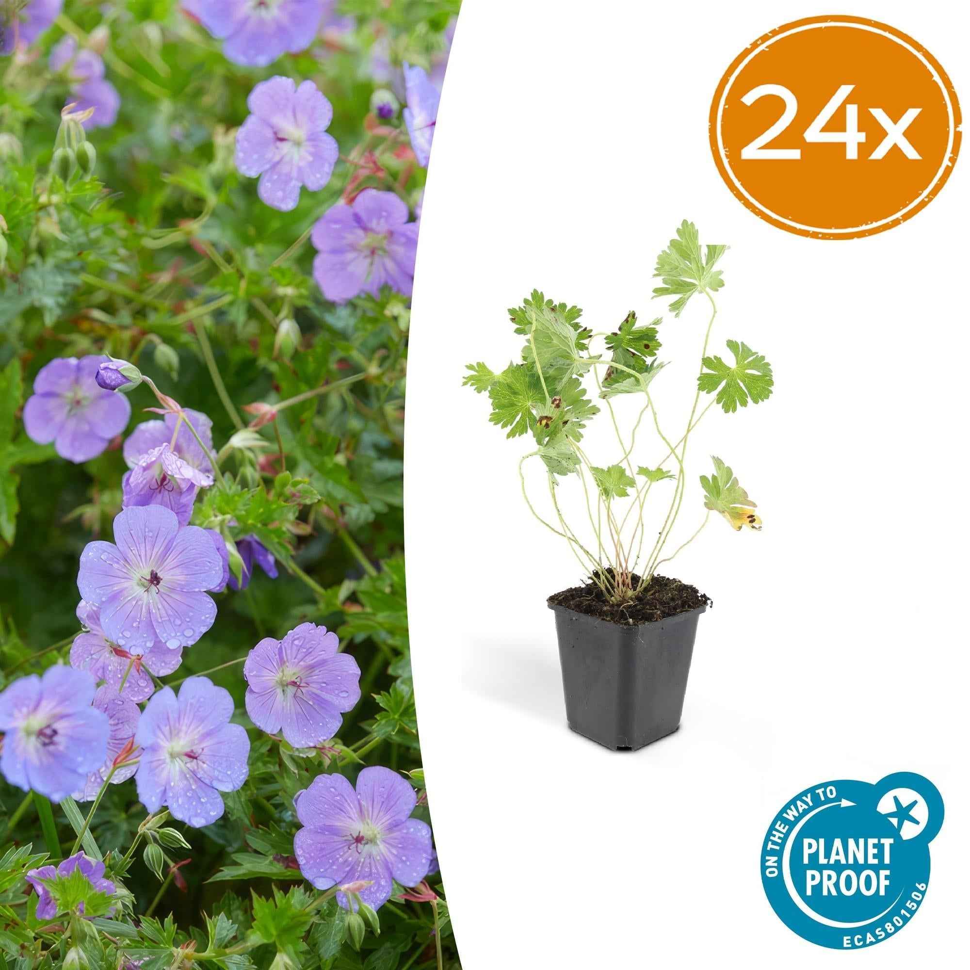 Image of Geranium Rozanne – Blühender Bodendecker – ↕10-25cm – Ø9cm – Langanhaltende Blüte von Mai bis Herbst – Pflegeleicht & winterhart-2