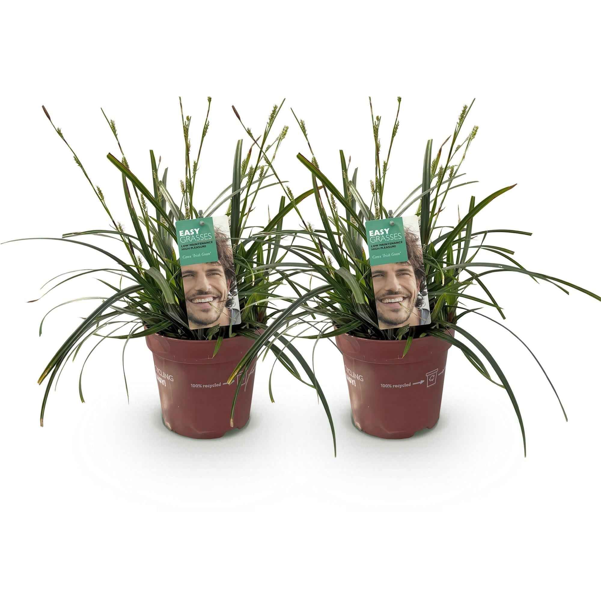Image of Japansegge Carex oshimensis Intense Green – Ø17cm – Immergrün – Pflegeleicht – Lebhaft grüne Blätter – Ziergras Höhe ca. 50cm-2