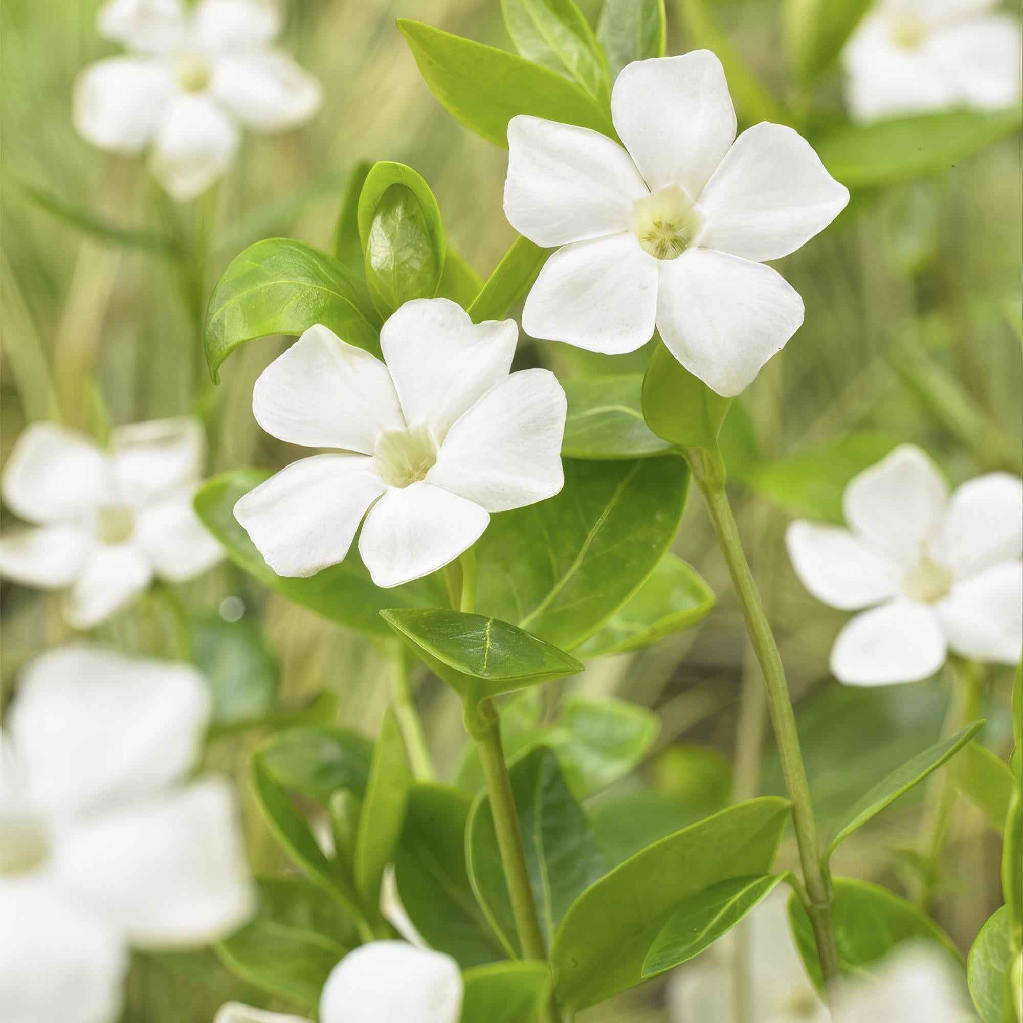 Image of Vinca minor ‘Alba’ – ↕10-25cm – Ø9cm – Bodendecker – Weiße Blüten – Sonne & Schatten – Pflegeleicht & Robust-1