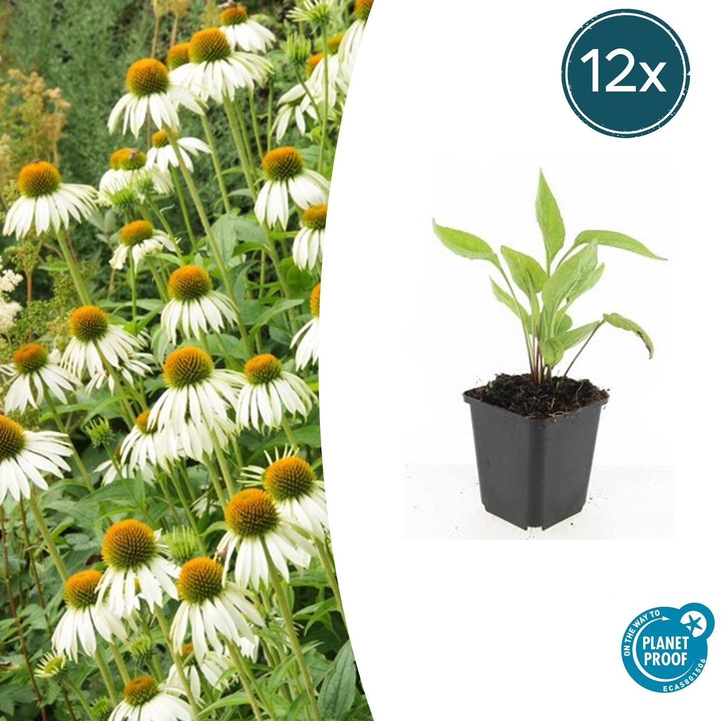 Image of Scheinsonnenhut – Echinacea purpurea 'White Swan' – ↑10-25cm – Ø9cm – Weiße Blüten, Bienen-6