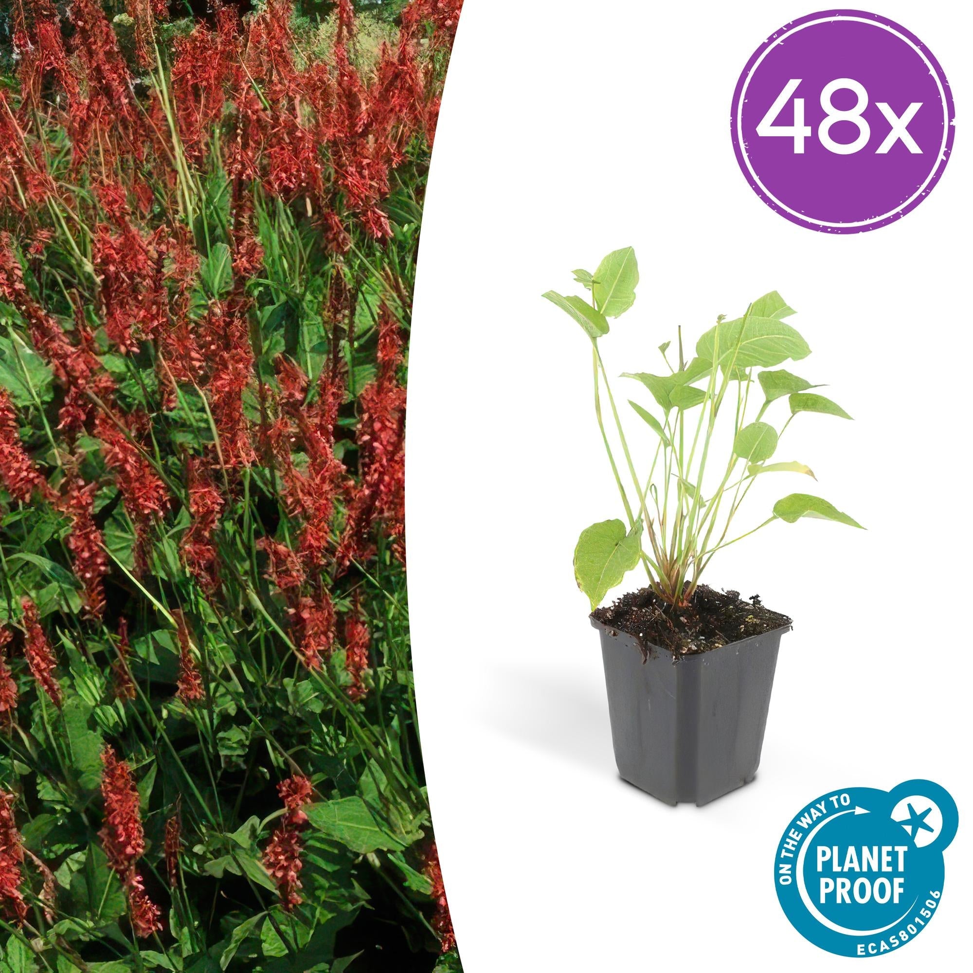 Image of Kerzenknöterich Persicaria amplexicaulis – ↕10-25cm – Ø9cm – Robuste Staude für Garten & Beete – Rote Blüten-8