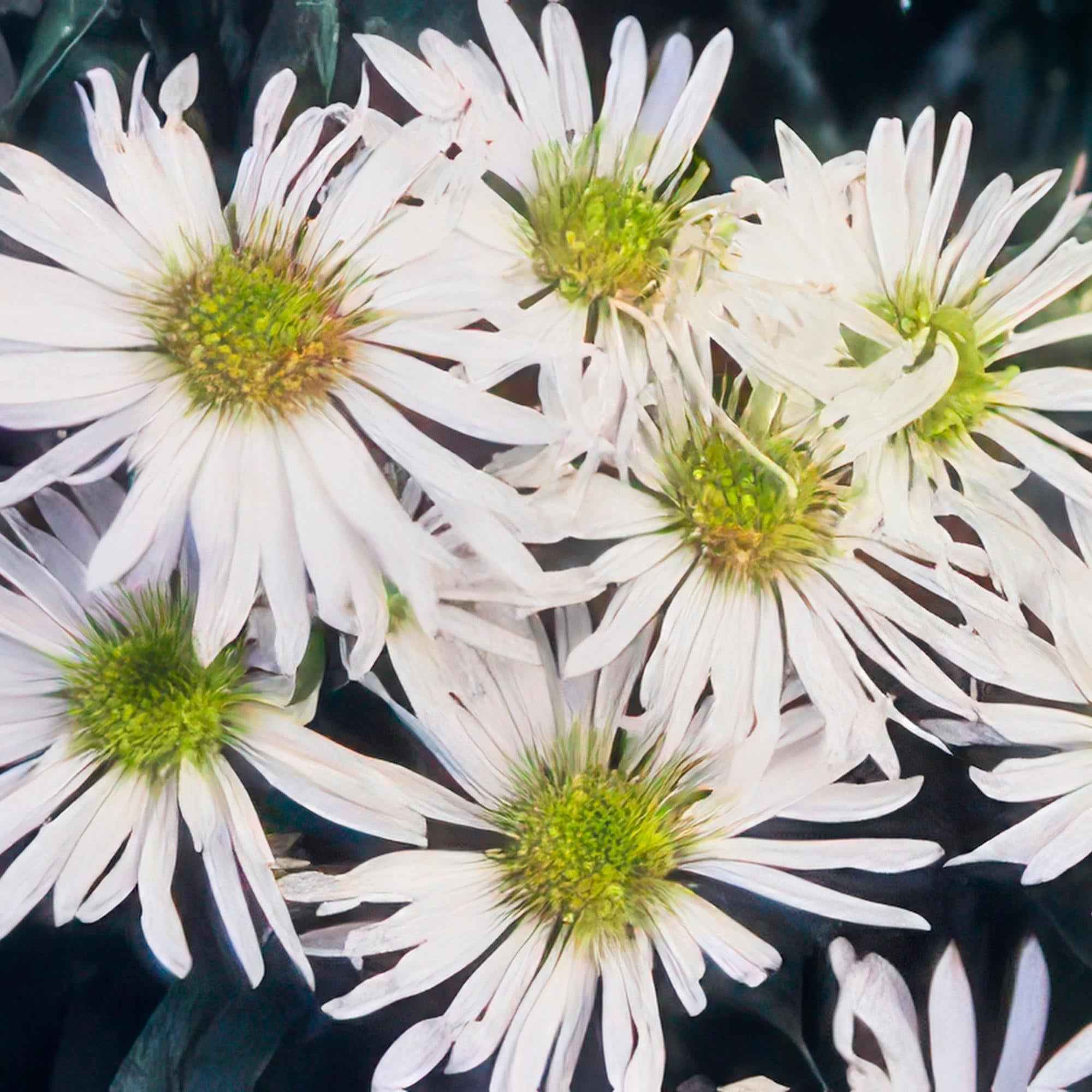 Image of Wildaster Aster ageratoides 'Ashvi' – ↕10-25cm – Ø9cm – Weiße Herbstblüte – Pflegeleicht – Sonne-1