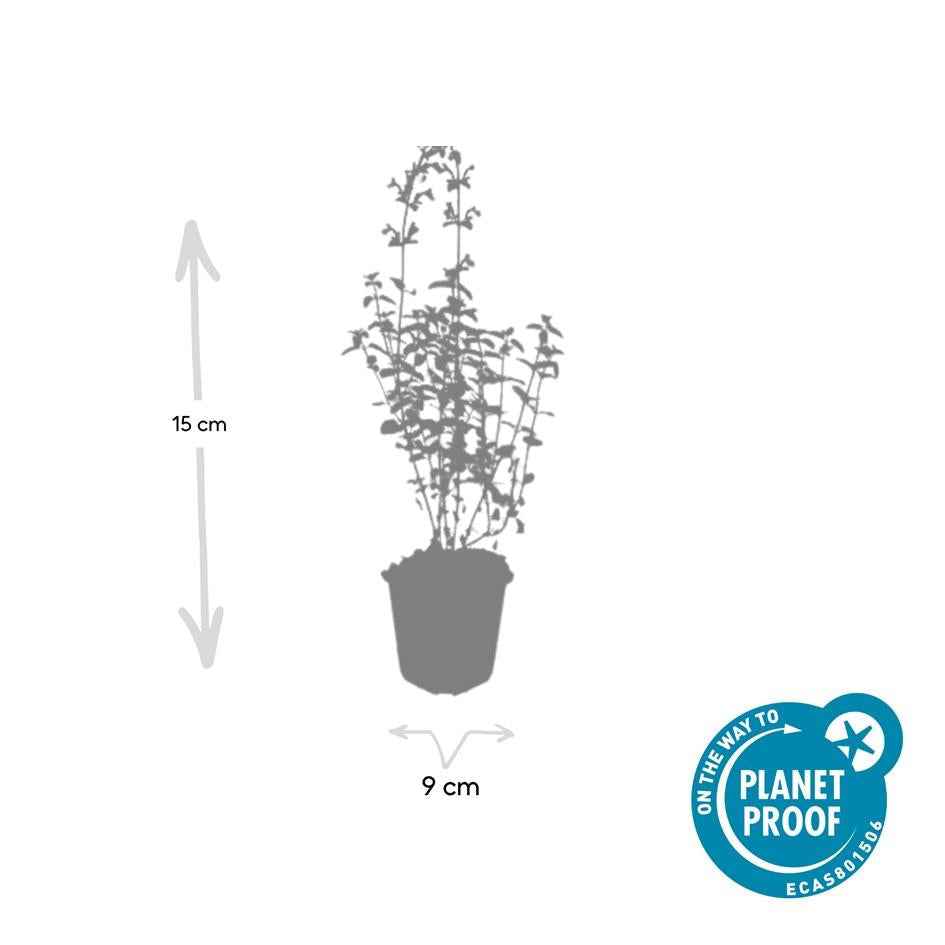 Image of Nepeta 'Walker's Low' – ↕10-25cm – Ø9cm – Lavendelblaues Duftgras – Bienenfreundlich & Pflegeleicht-3