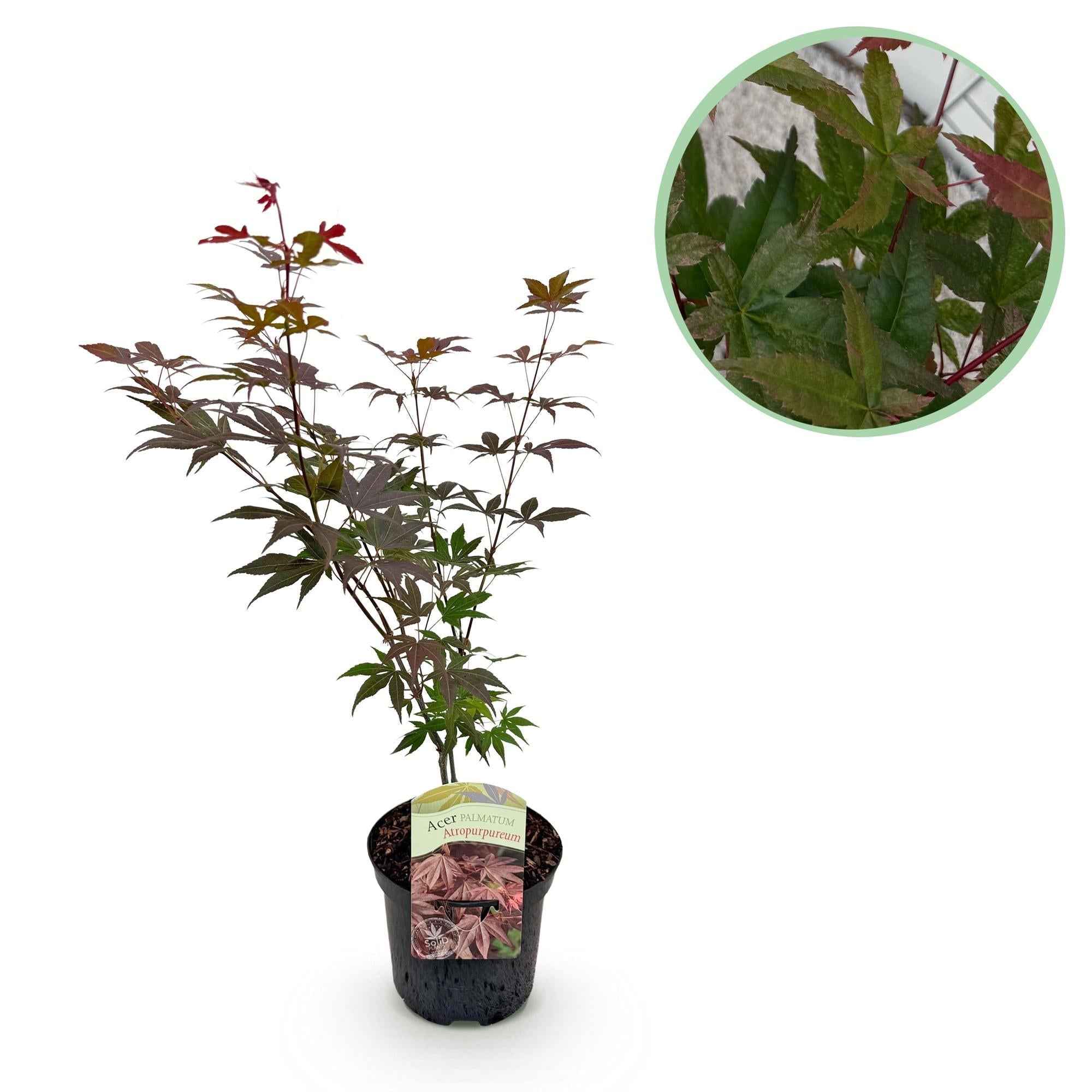 Image of Japanischer Ahorn Acer palmatum Atropurpureum – Lila Balkonpflanze – Ø19cm – Höhe ca. 70cm – Kompakter Zierahorn mit tiefviolettem Laub-1