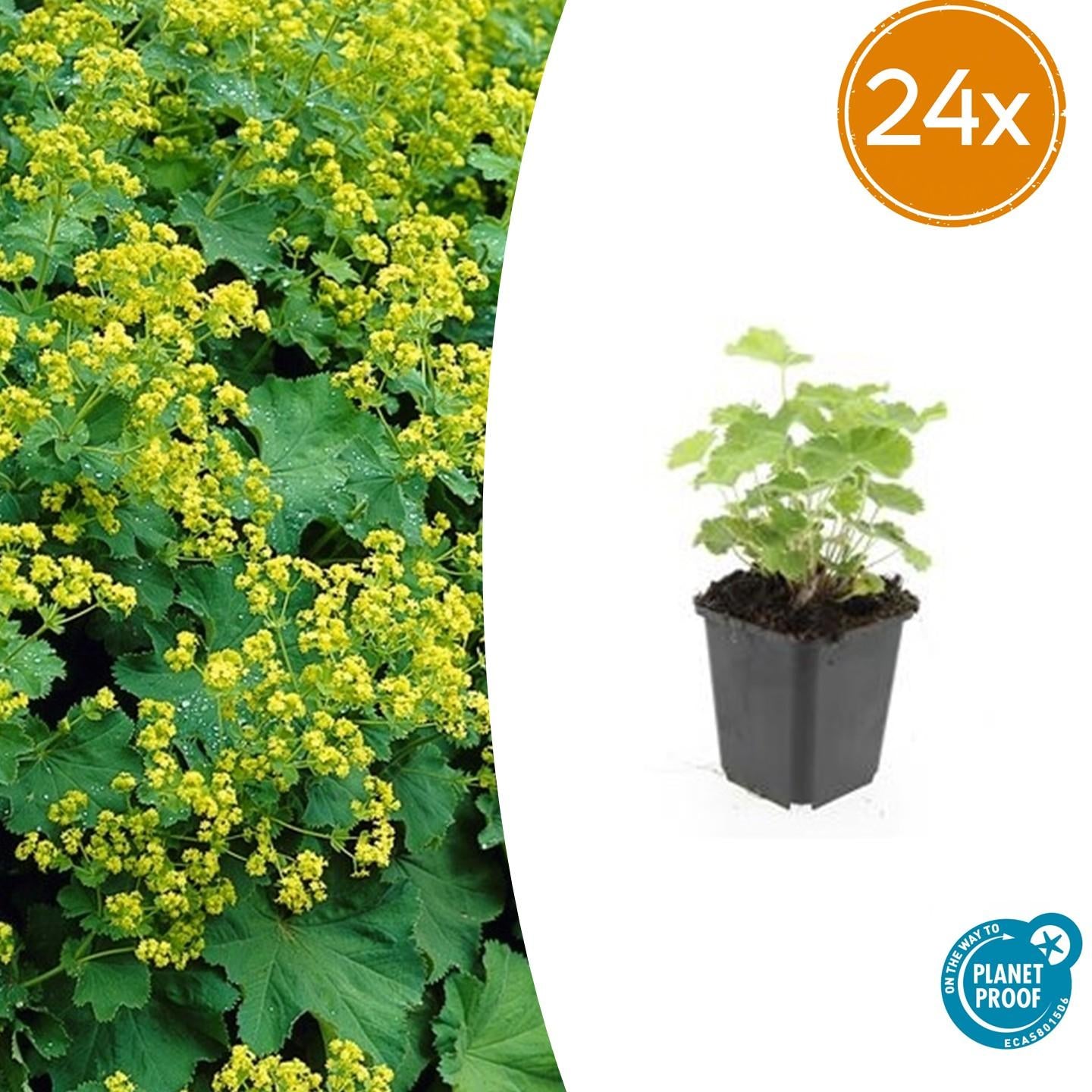 Image of Alchemilla mollis – Frauenmantel – Staude mit dekorativem Laub & gelbgrüner Blüte – ↕10-25cm – Ø9cm – pflegeleicht & winterhart-2