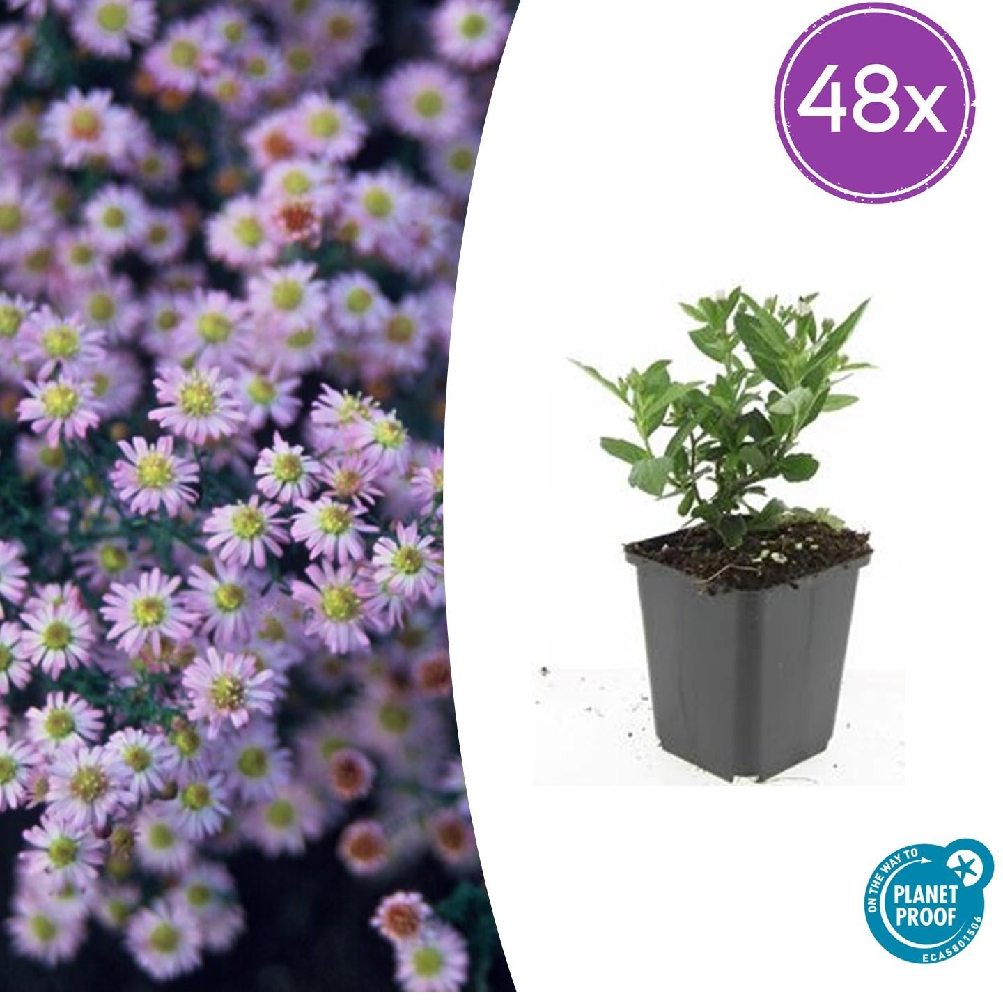 Image of Wild – Aster ageratoides 'Stardust' – ↕10-25cm – Ø9cm – Weißer Herbstblüher – Bienenfreundlich – Pflegeleicht-7