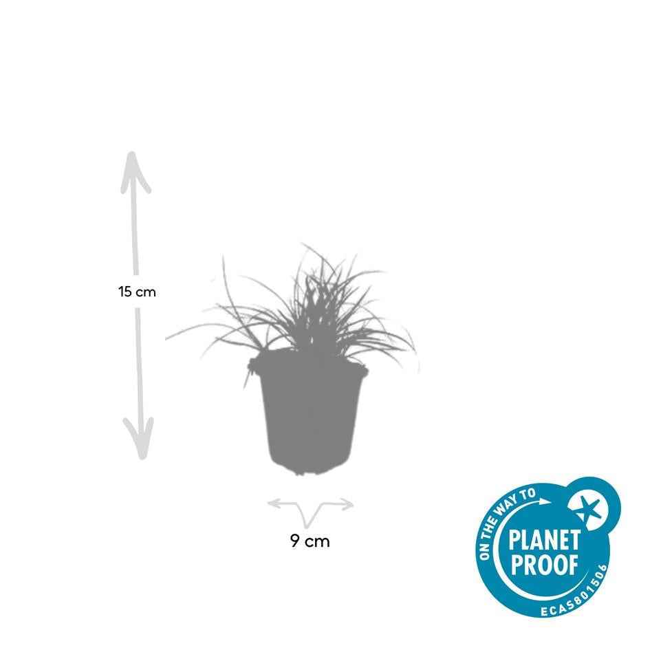 Image of Schneeweiße Hainsimse Luzula nivea – ↕10-25cm – Ø9cm – Schattige Beete & Steingarten