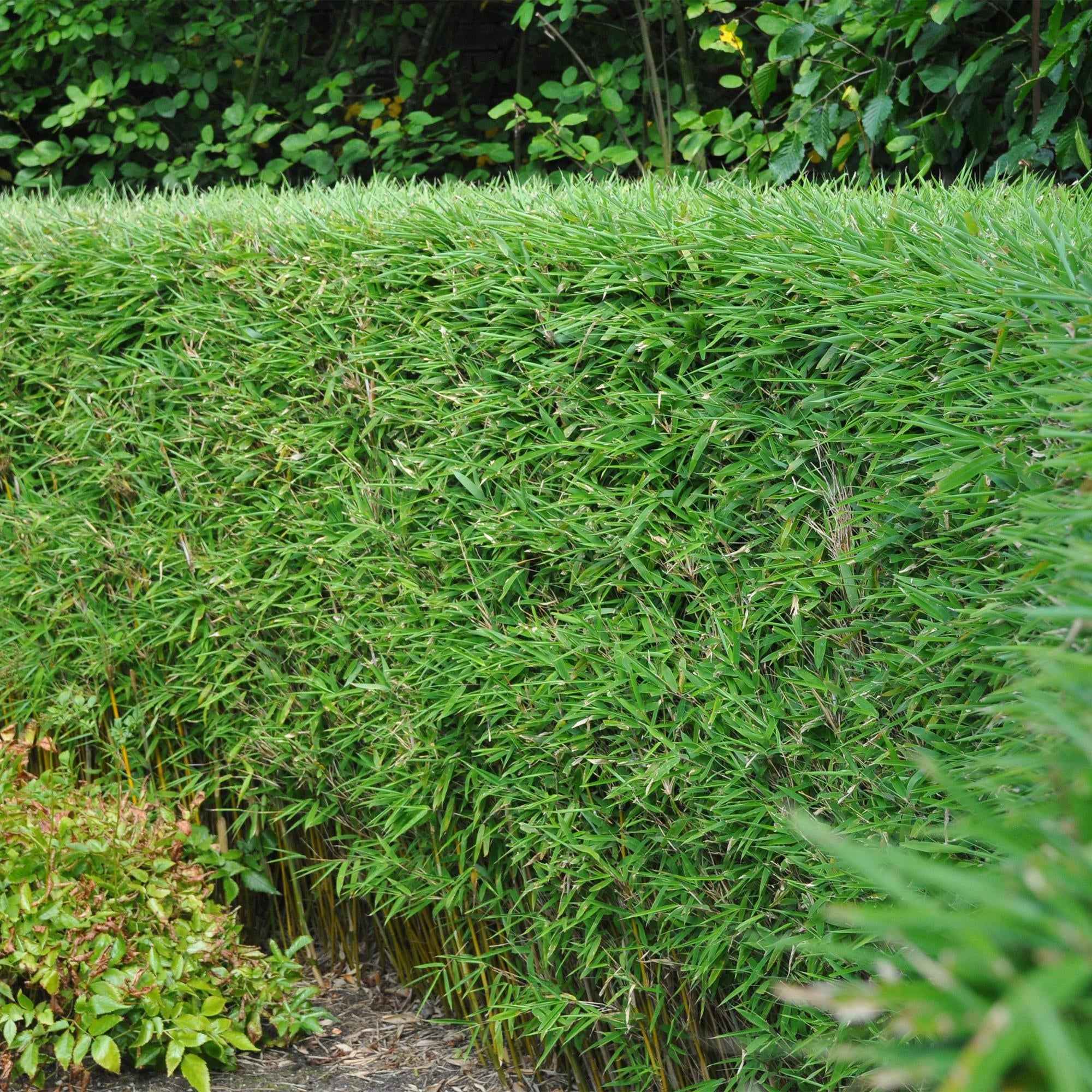 Image of Bambus Fargesia rufa – Immergrün – Nicht ausbreitend – Grüner Bambus für Hecke, Garten & Terrasse – Ø17cm Höhe ca. 60cm-1