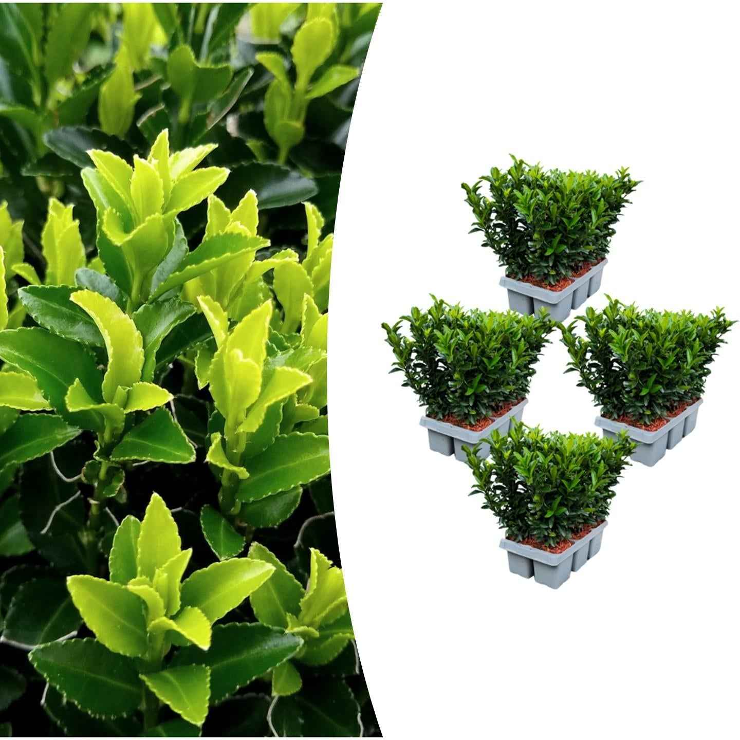 Image of Japanischer Spindelstrauch Euonymus 'Green Spire' – Ø7cm, Höhe 15cm – Schlank, Aufrecht & Winterhart – Perfekte Buchsbaum-0