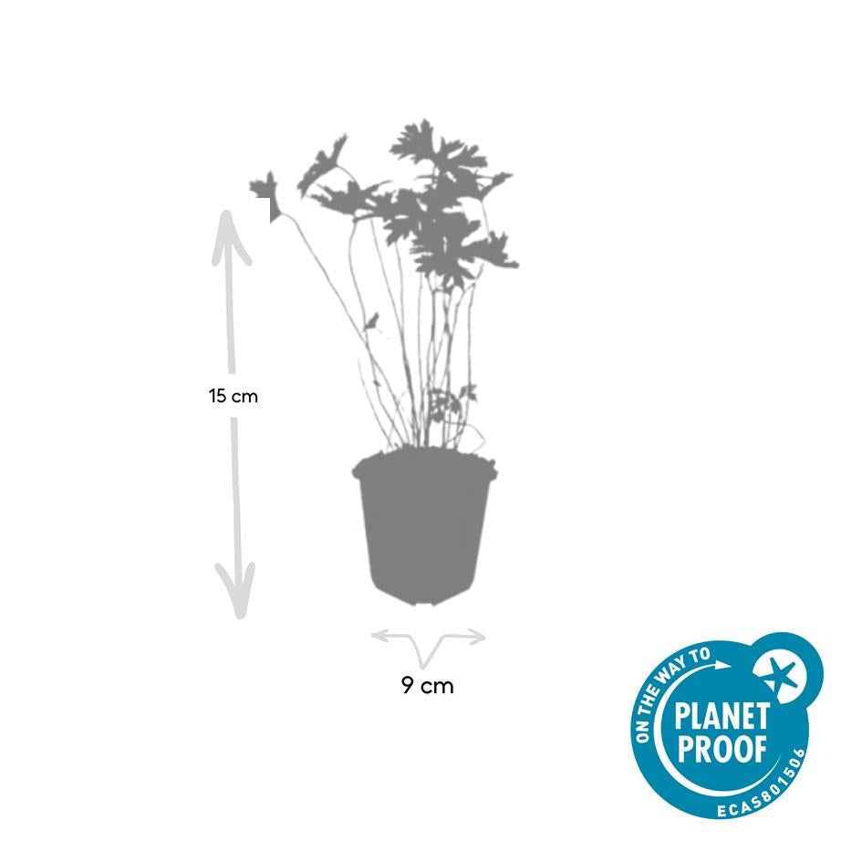 Image of Storchschnabel Geranium 'Johnson's Blue' – ↕10-25cm – Ø9cm – Winterharte Staude & Bodendecker – Leuchtend blaue Blüten-3