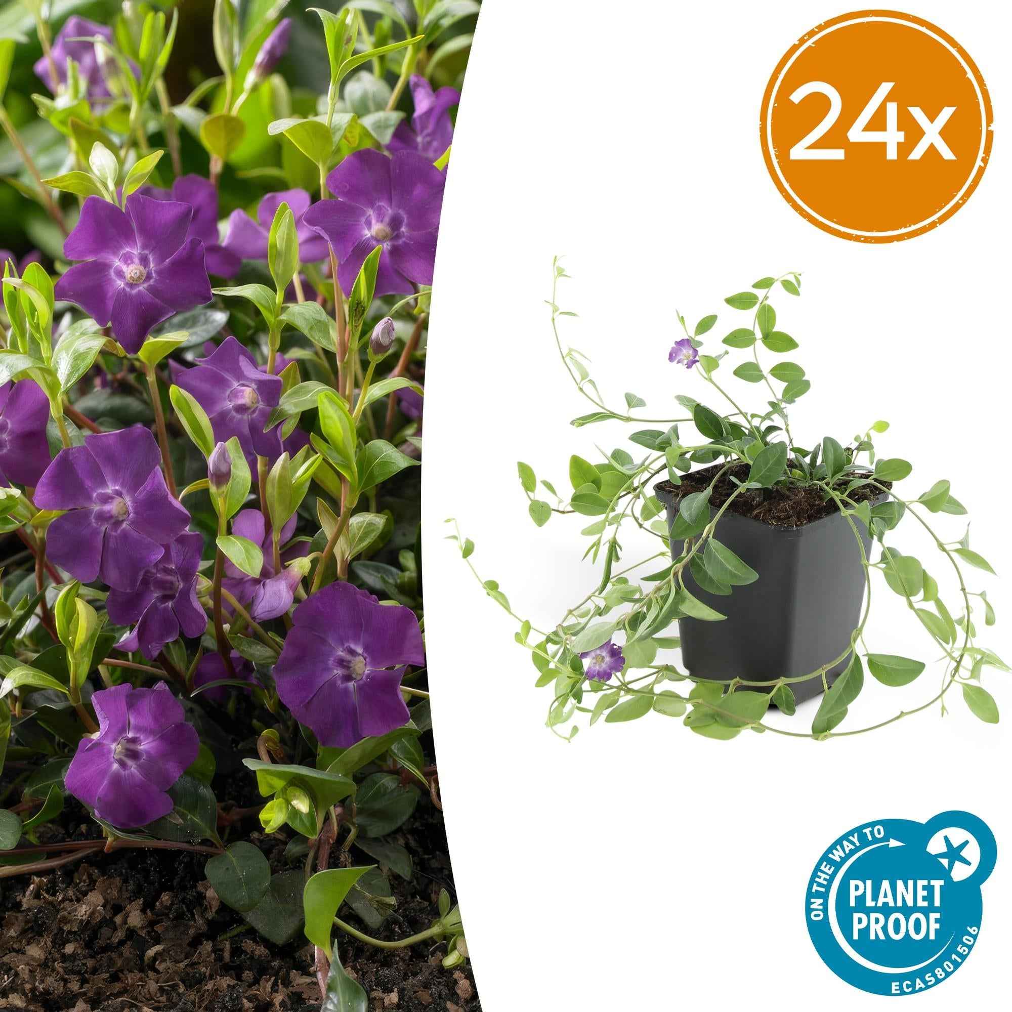 Image of Vinca minor ‘Atropurpurea’ – ↕10-25cm – Ø9cm – Immergrüner Bodendecker – Lila Blüte – Pflegeleicht – Für Sonne & Schatten-2