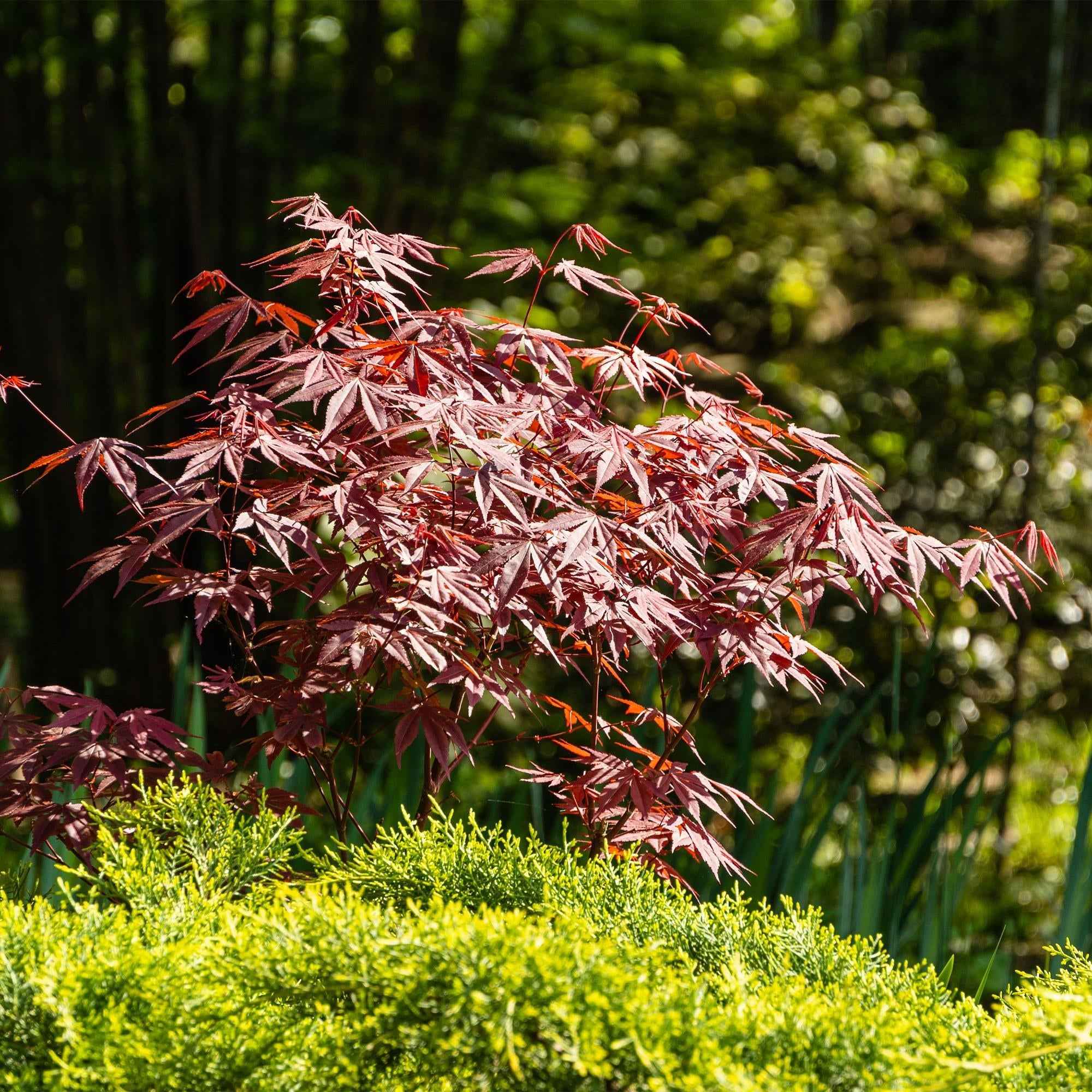 Image of Japanischer Ahorn Acer palmatum Atropurpureum – Lila Balkonpflanze – Ø19cm – Höhe ca. 70cm – Kompakter Zierahorn mit tiefviolettem Laub-4