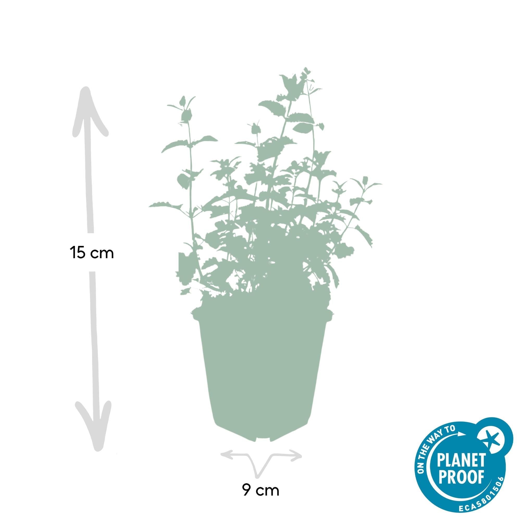 Image of Katzenminze – Nepeta 'Six Hills Giant' – ↕10-25cm – Ø9cm – Lila – blühende Staude – Bienen & Schmetterlinge – Sonnig & Pflegeleicht-3
