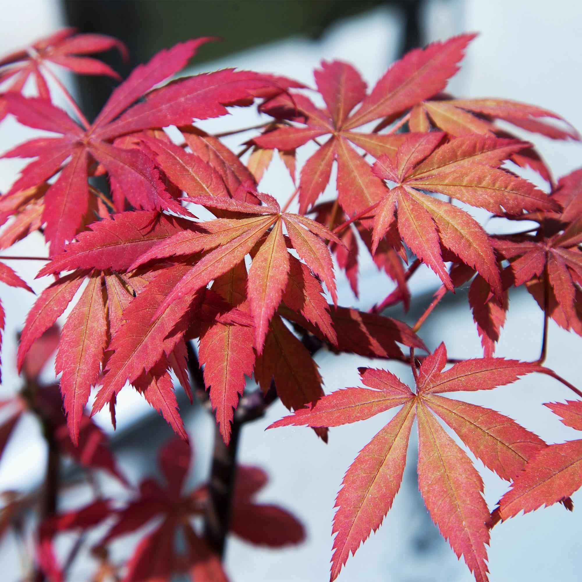 Image of Japanischer Ahorn Acer palmatum 'Sumi – nagashi' – Roter Zierahorn – Balkon – & Terrassenpflanze – Ø19cm – Ca. 70cm hoch-3