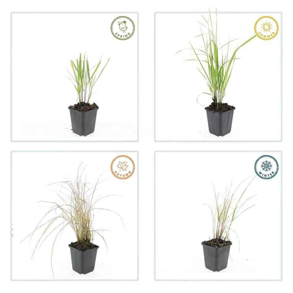 Image of Sandrohr – Calamagrostis acutiflora 'Karl Foerster' – ↕10-25cm – Ø9cm – winterhartes Ziergras, aufrecht wachsend-3
