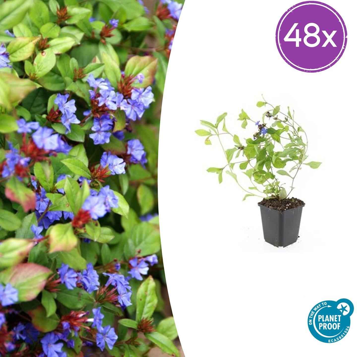 Image of Ceratostigma plumbaginoides – Bodendecker mit blauen Blüten – ↕10-25cm – Ø9cm – Herbstblüher – winterhart