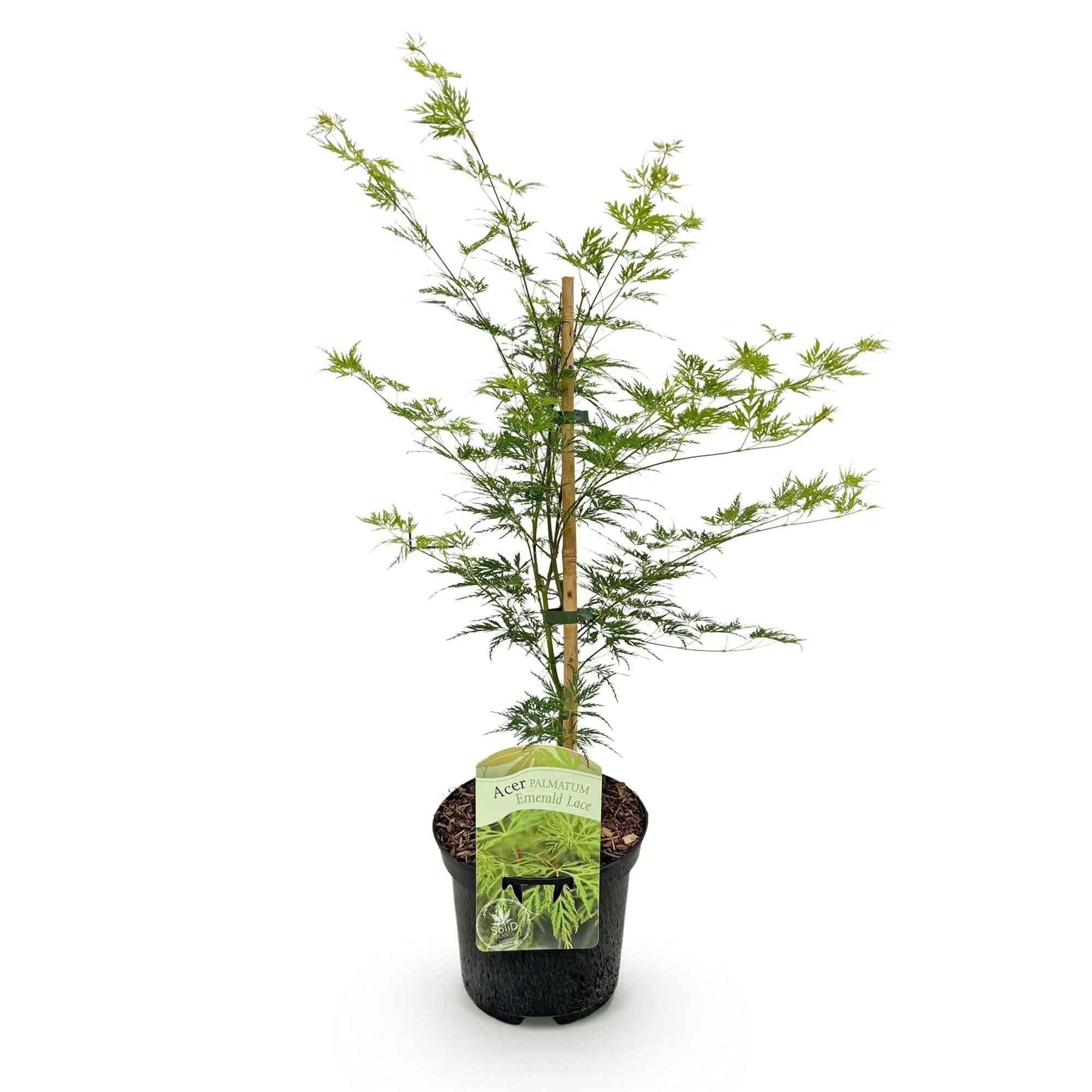 Image of Japanischer Ahorn – Acer palmatum 'Emerald Lace' – Balkonpflanze – ca. 70cm hoch – Topf Ø19cm – feingeschnittenes grünes Laub, herbstliche Gold-2