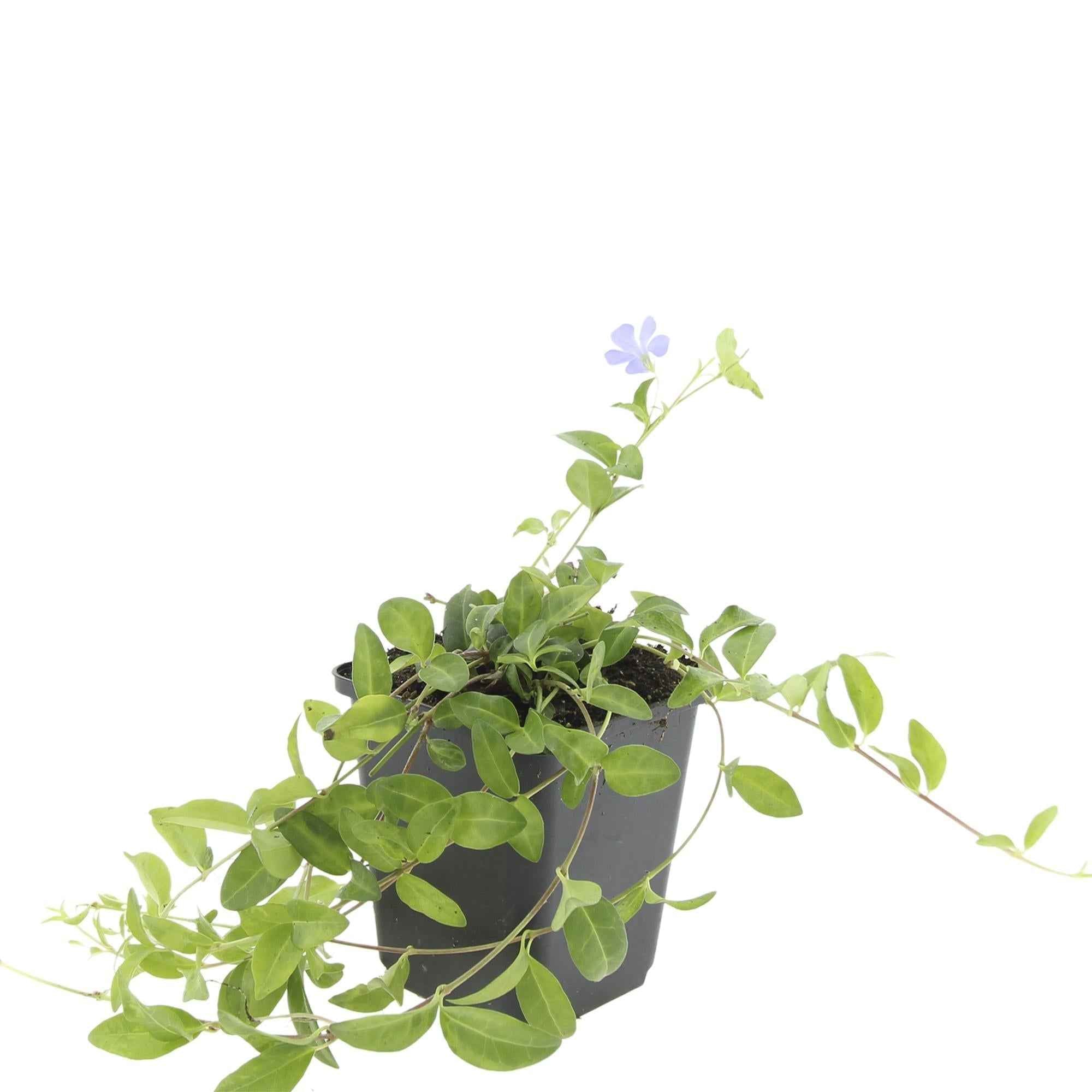 Image of Vinca minor – ↕10-25cm – Ø9cm – Bodendecker – Blaue Blüten – Sonne & Schatten – Pflegeleicht & Robust-4