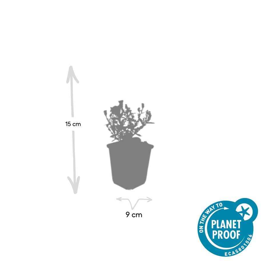 Image of Kissen – Aster (D) 'Prof. Anton Kippenberg' – ↕10-25cm – Ø9cm – Lila Herbstblüte – Pflegeleicht – Beete & Töpfe-4