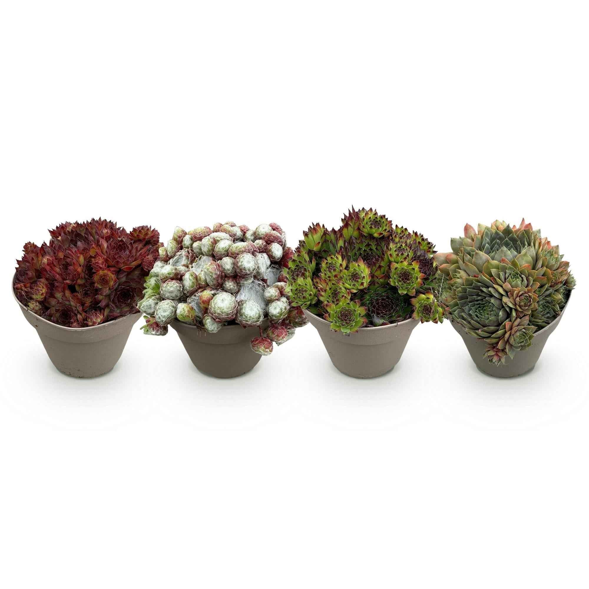 Image of Bodendecker Sempervivum Big Sam – Winterhart – Verschiedene Farben – Pflegeleichte Hauswurz für Beete, Steingärten, Balkon & Terrasse-0