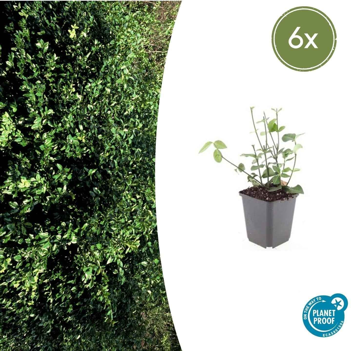 Image of Purpur – Kriechspindel Euonymus fortunei 'Coloratus' – ↕10-25cm – Ø9cm – & Hecken