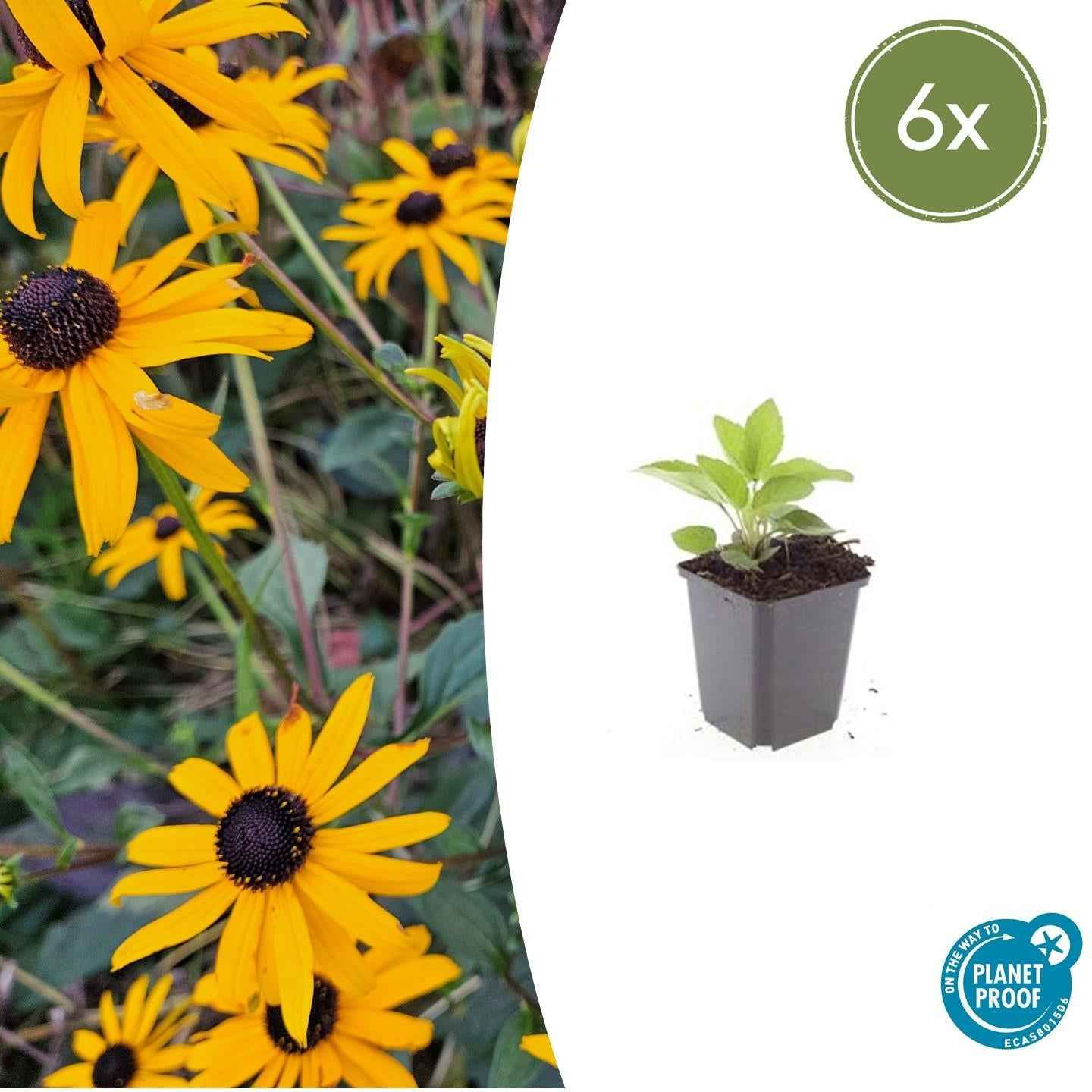 Image of Leuchtender Sonnenhut Rudbeckia fulgida 'Goldsturm' – ↕10-25cm – Ø9cm – Gelbe Blüten – Bienenfreundlich – Pflegeleichte Staude-2