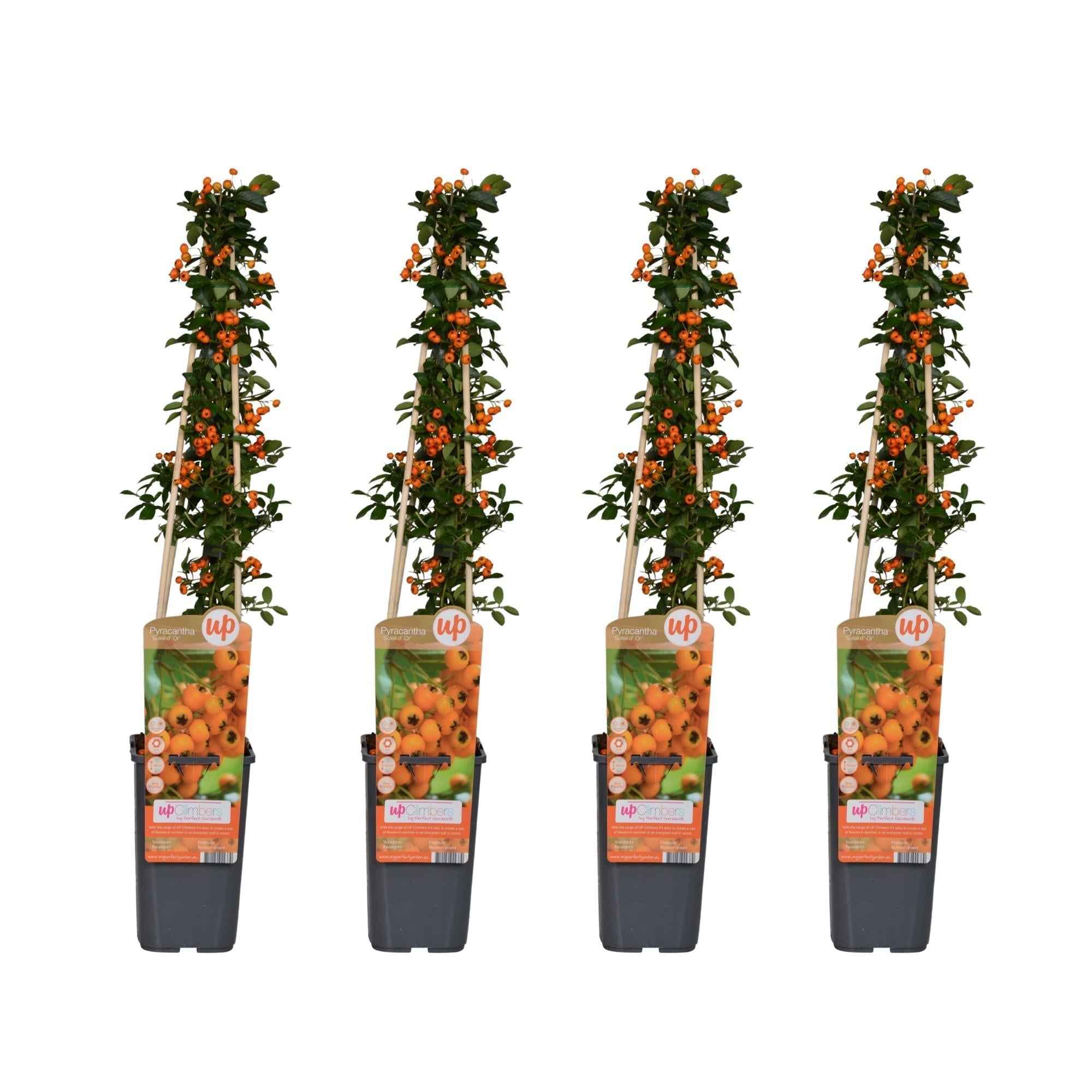 Image of Feuerdorn Pyracantha 'Soleil d'Or' – Ø15cm – 65cm Höhe – Immergrüner, stacheliger Strauch – Vogelparadies und Sichtschutz