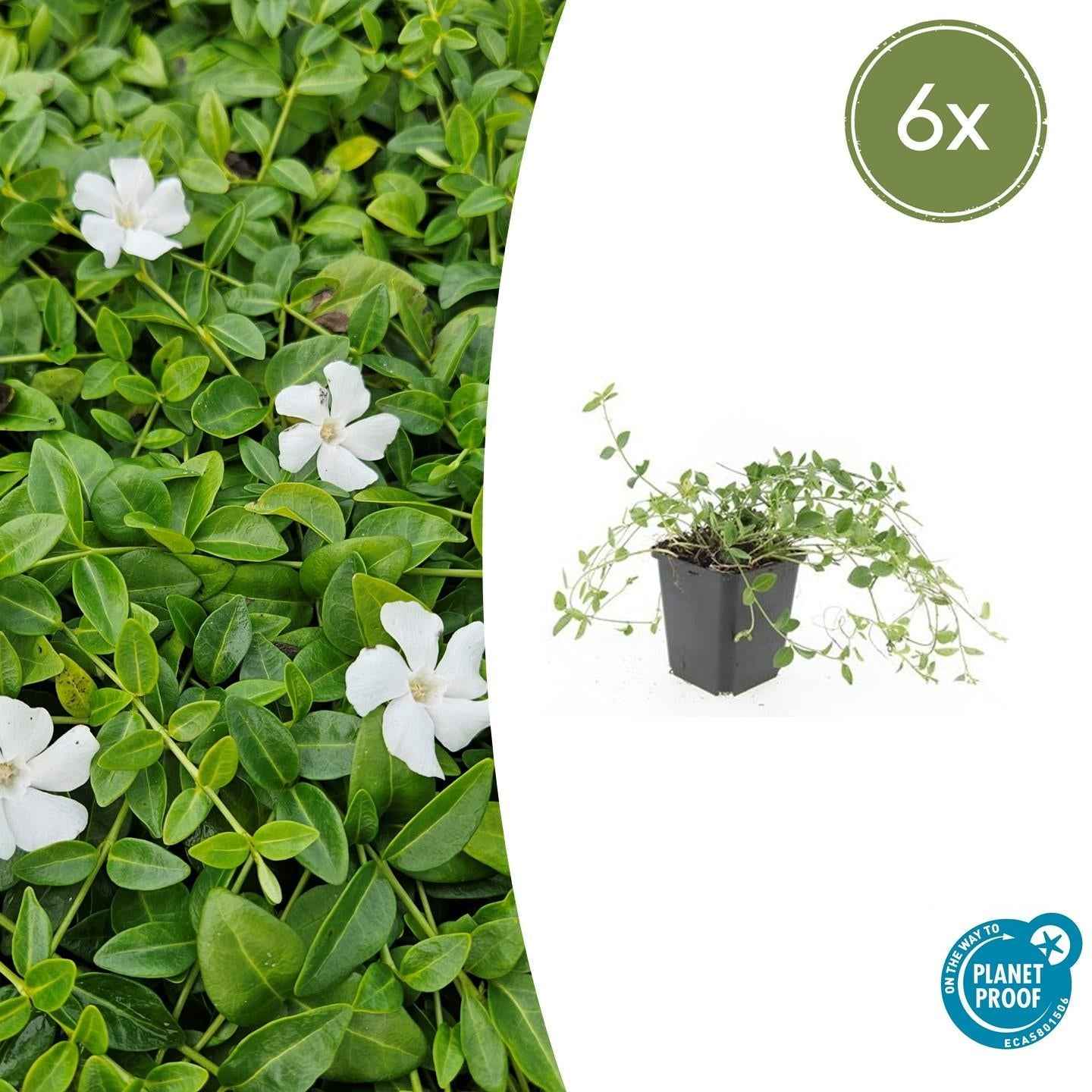 Image of Kleines Immergrün Vinca minor 'Gertrude Jekyll' – ↕10-25cm – Ø9cm-2