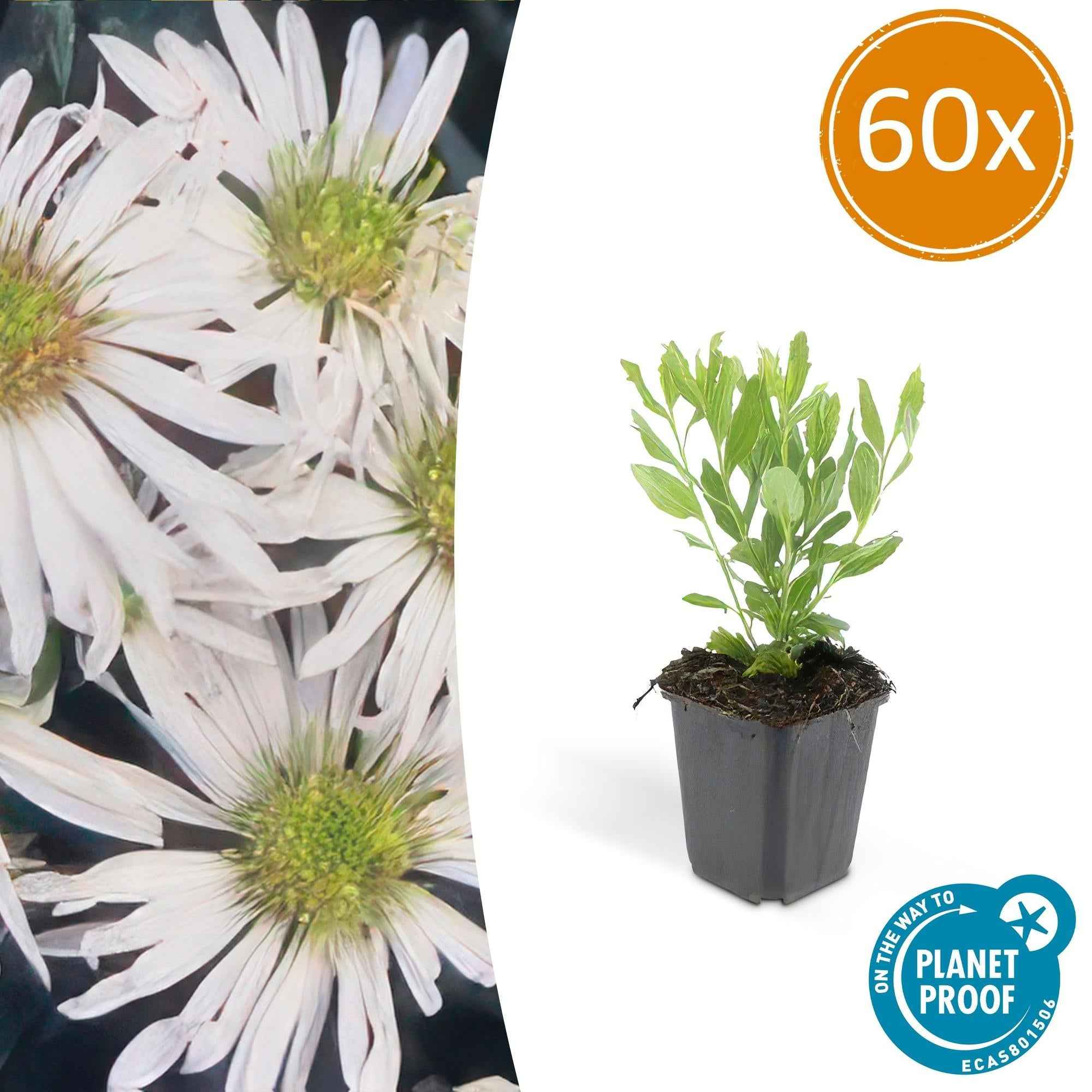 Image of Wildaster Aster ageratoides 'Ashvi' – ↕10-25cm – Ø9cm – Weiße Herbstblüte – Pflegeleicht – Sonne-0