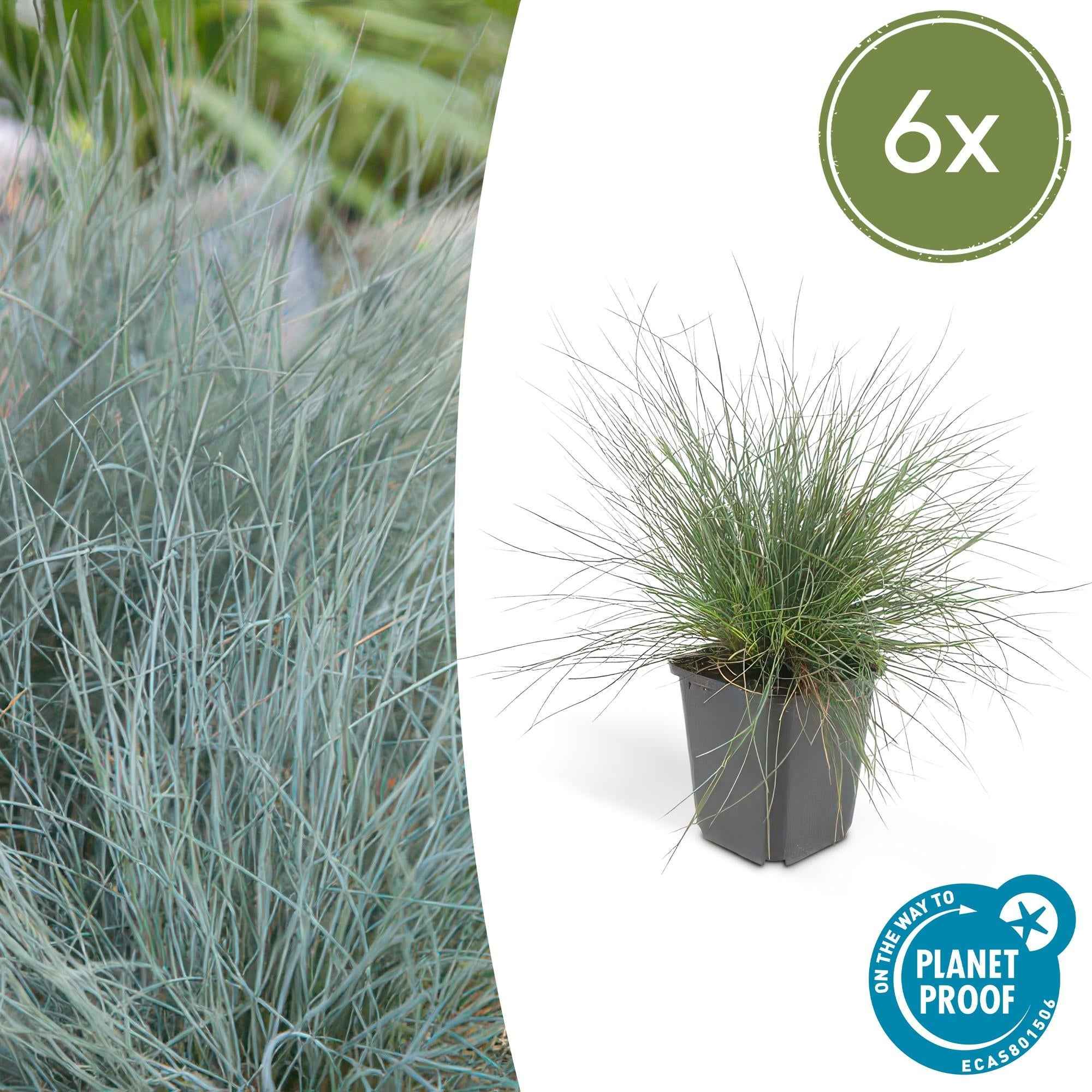 Image of Blau – Schwingel – Festuca glauca 'Elijah Blue' – ↕10-25cm – Ø9cm – Ziergras – graues Gras – Pflegeleicht & Winterhart