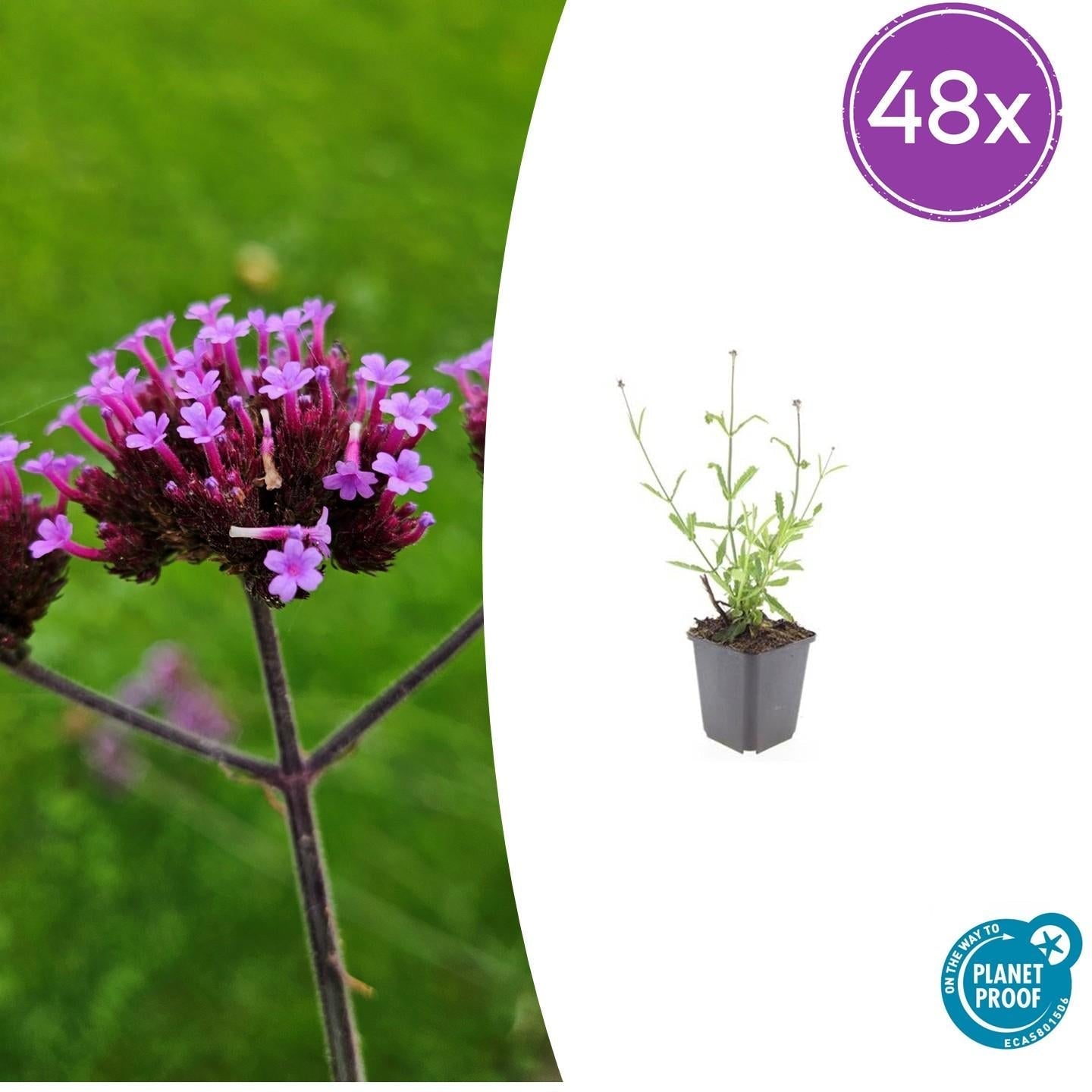 Image of Hohes Eisenkraut Verbena bonariensis 'Lollipop' – ↕10-25cm – Ø9cm – Lilafarbene Blüten – Langblühend – Pflegeleicht-8