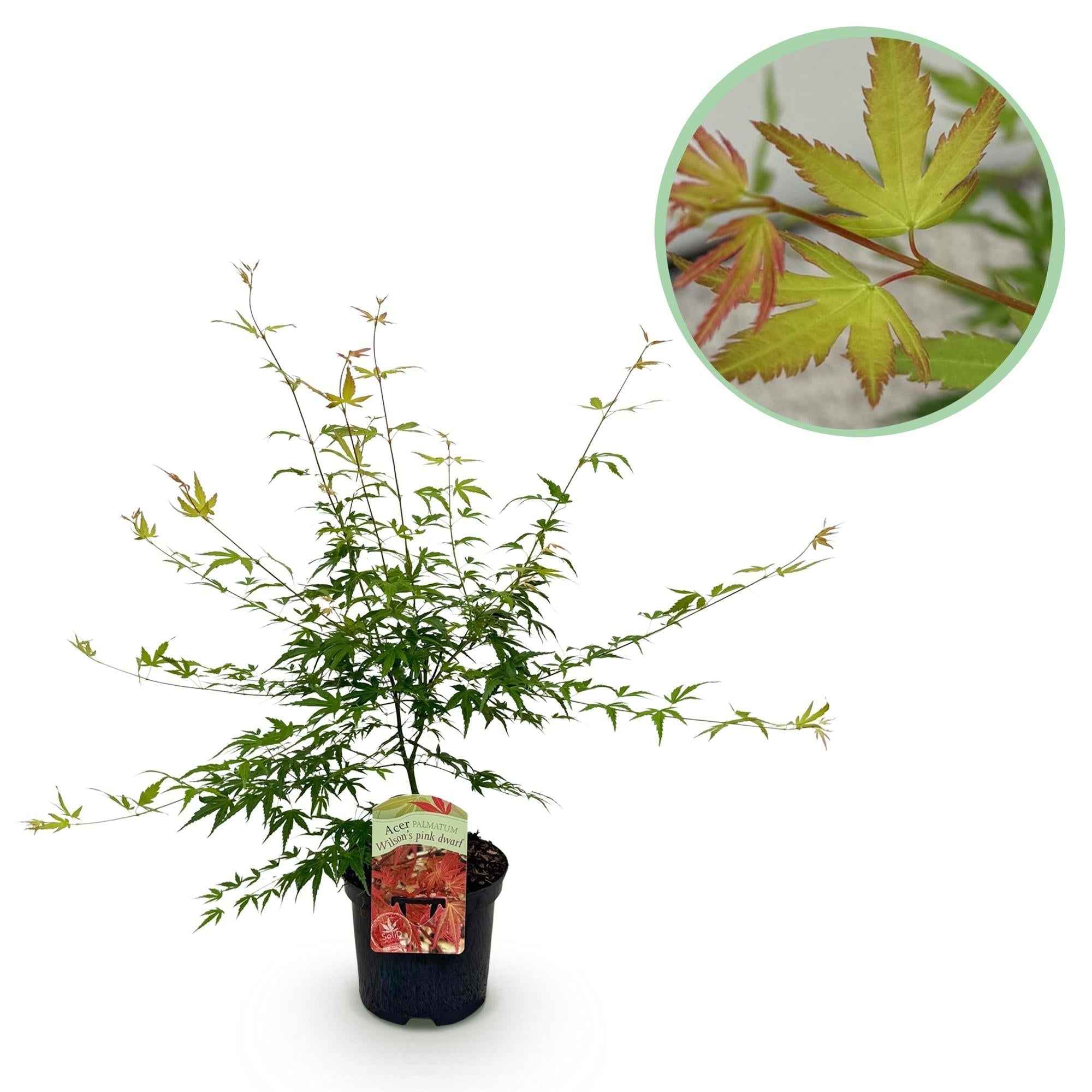 Image of Japanischer Ahorn – Acer palmatum 'Pink Dwarf' – ca. 70cm hoch – Ø19cm – rosa Frühlingslaub – kompakte Balkon – & Gartenpflanze-2