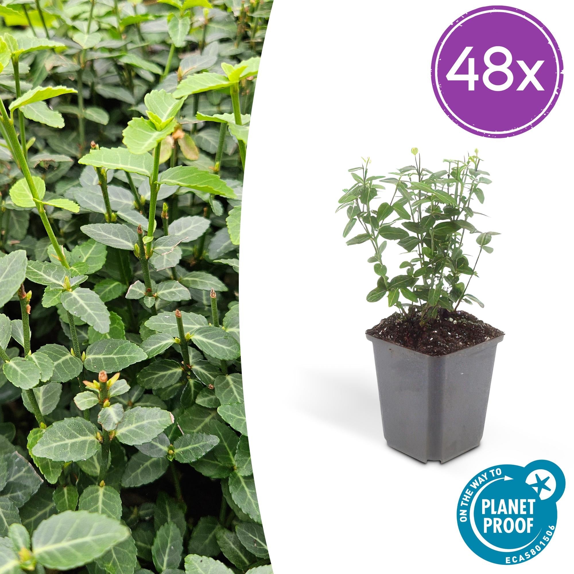 Image of Immergrüne Kriechspindel – Euonymus fortunei radicans – ↕10-25cm – Ø9cm – Pflegeleicht & Winterhart – Garten, Beete & Zäune-8