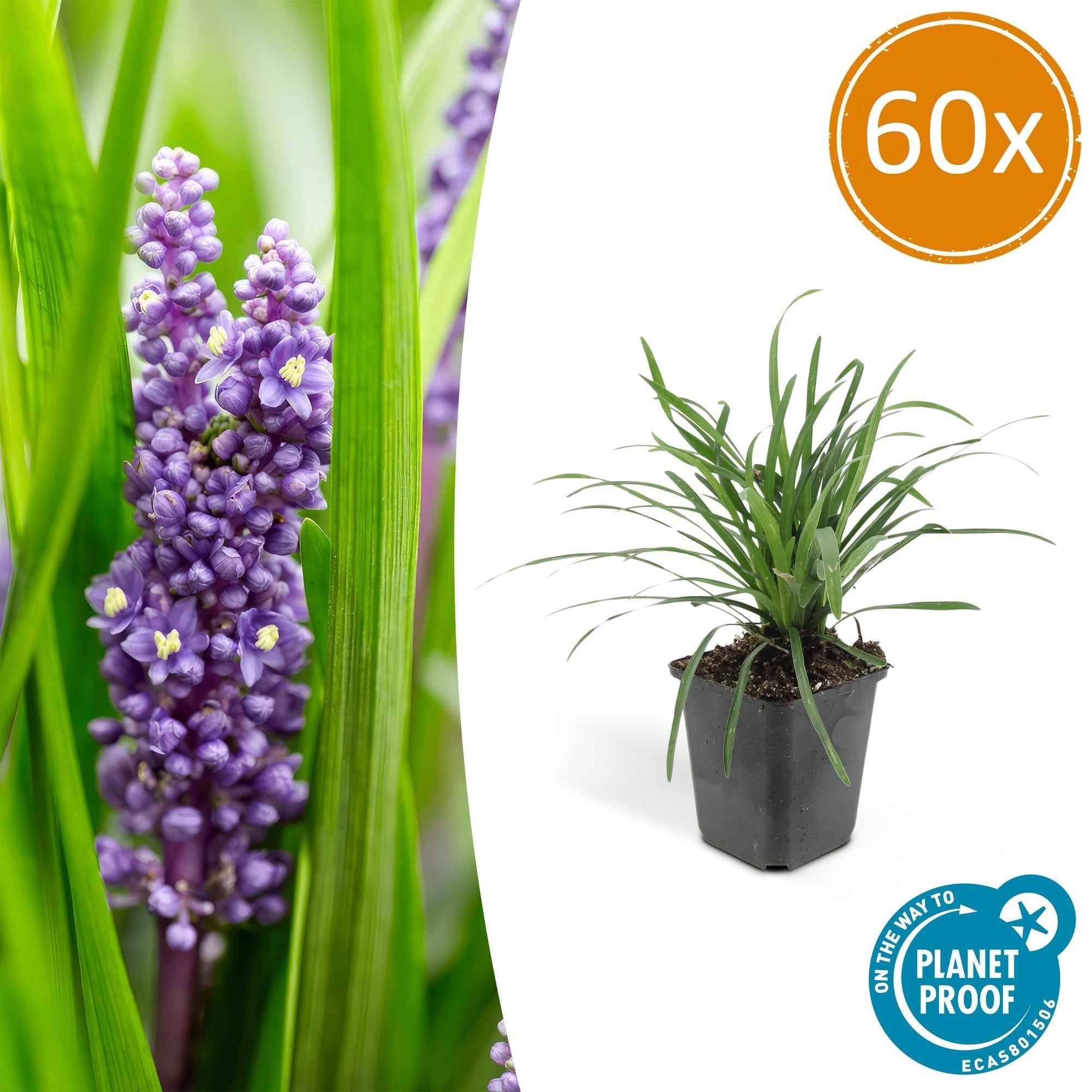 Image of Lilientraube Liriope muscari 'Big Blue' – ↕10-25cm – Ø9cm –, Pflegeleicht, Halbschatten-0