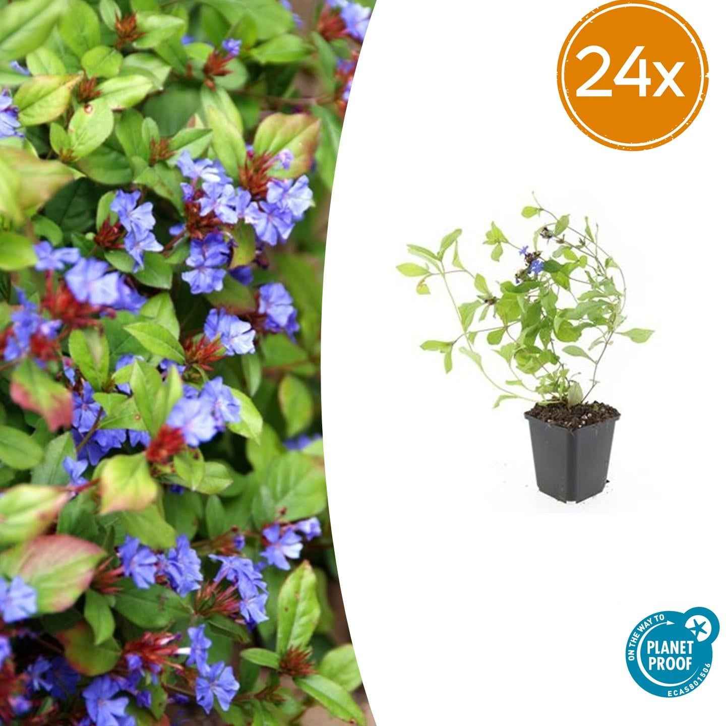 Image of Ceratostigma plumbaginoides – Bodendecker mit blauen Blüten – ↕10-25cm – Ø9cm – Herbstblüher – winterhart