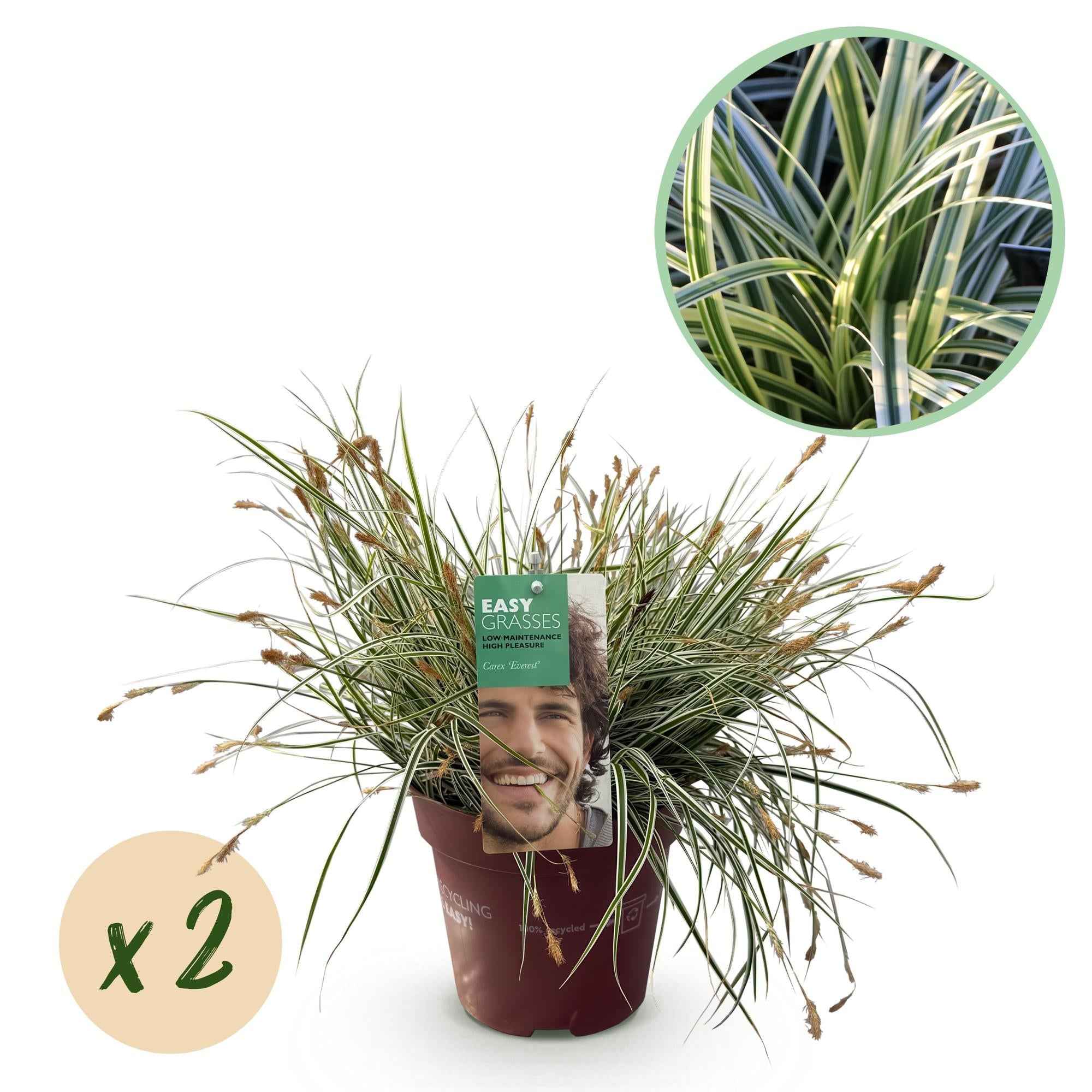Image of Grünweiße Segge Carex oshimensis Everest – Ø17cm – Immergrün, winterhart & pflegeleicht – Weiß – grüne Blätter – Höhe ca. 50cm-1