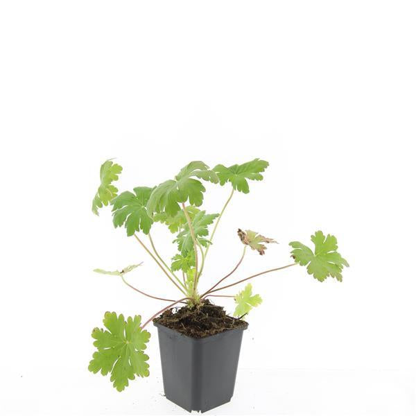 Image of Balkan – Storchschnabel Geranium macr. 'Ingwersen's Var.' – ↕10-25cm – Ø9cm – mit zartrosafarbenen Blüten-7