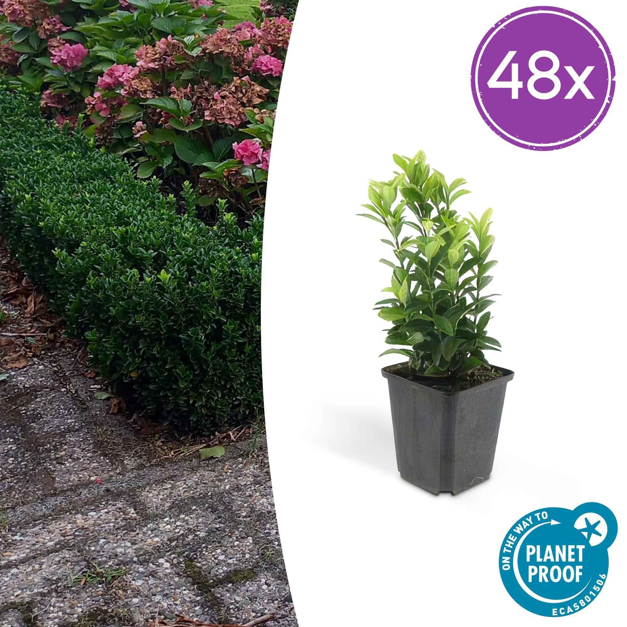 Image of Euonymus japonicus 'Green Spire' – Immergrüner Heckenstrauch – ↕10–25cm – Ø9cm – Kompakter Buchsbaum-Ersatz – Pflegeleicht & schnittverträglich – Für Hecken & Beete-0