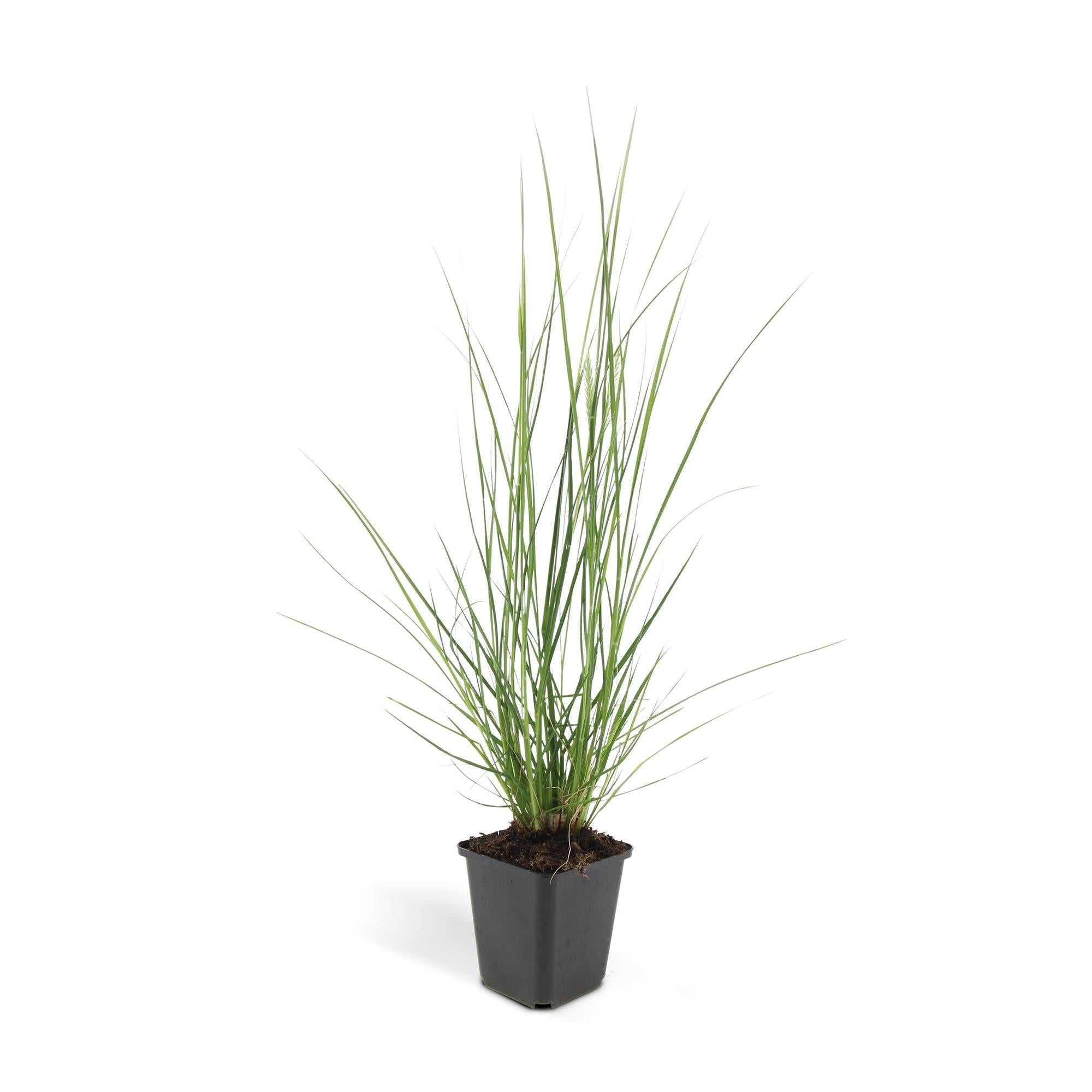 Image of Pennisetum alopecuroides 'Hameln' – ↕10-25cm – Ø9cm – Ziergras – Sonnen – & Schattenverträglich – Pflegeleicht – Beete & Töpfe-3