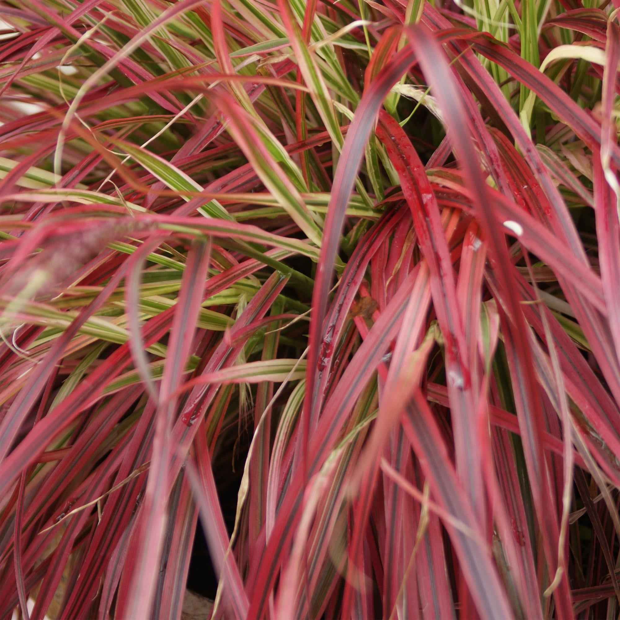 Image of Mahagonigras – Uncinia rubra 'Everflame' – Rotes Ziergras – Immergrün – Pflegeleicht – Für Beete & Töpfe – Ø17cm – Höhe ca. 50cm-4