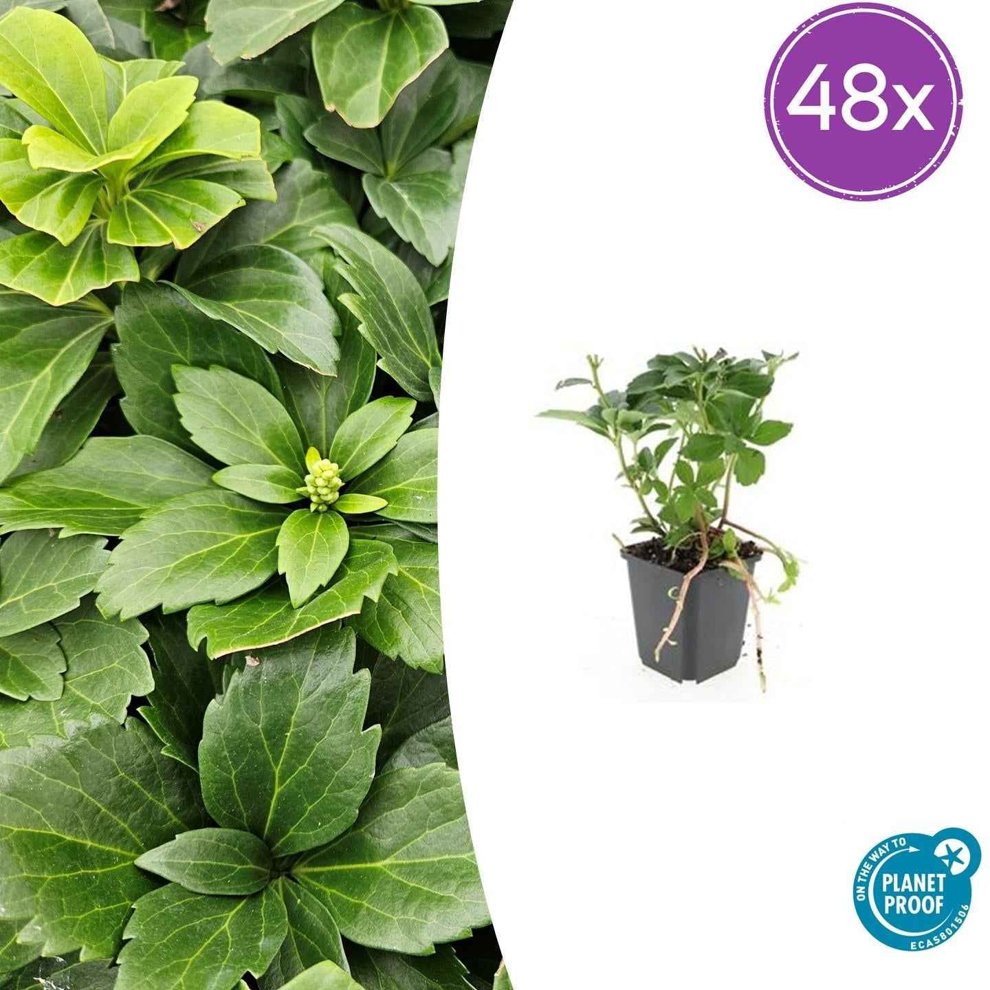 Image of Pachysandra terminalis – ↕10-25cm – Ø9cm – Immergrün – Bodendecker – Schatten – Pflegeleicht – Japanischer Ysander