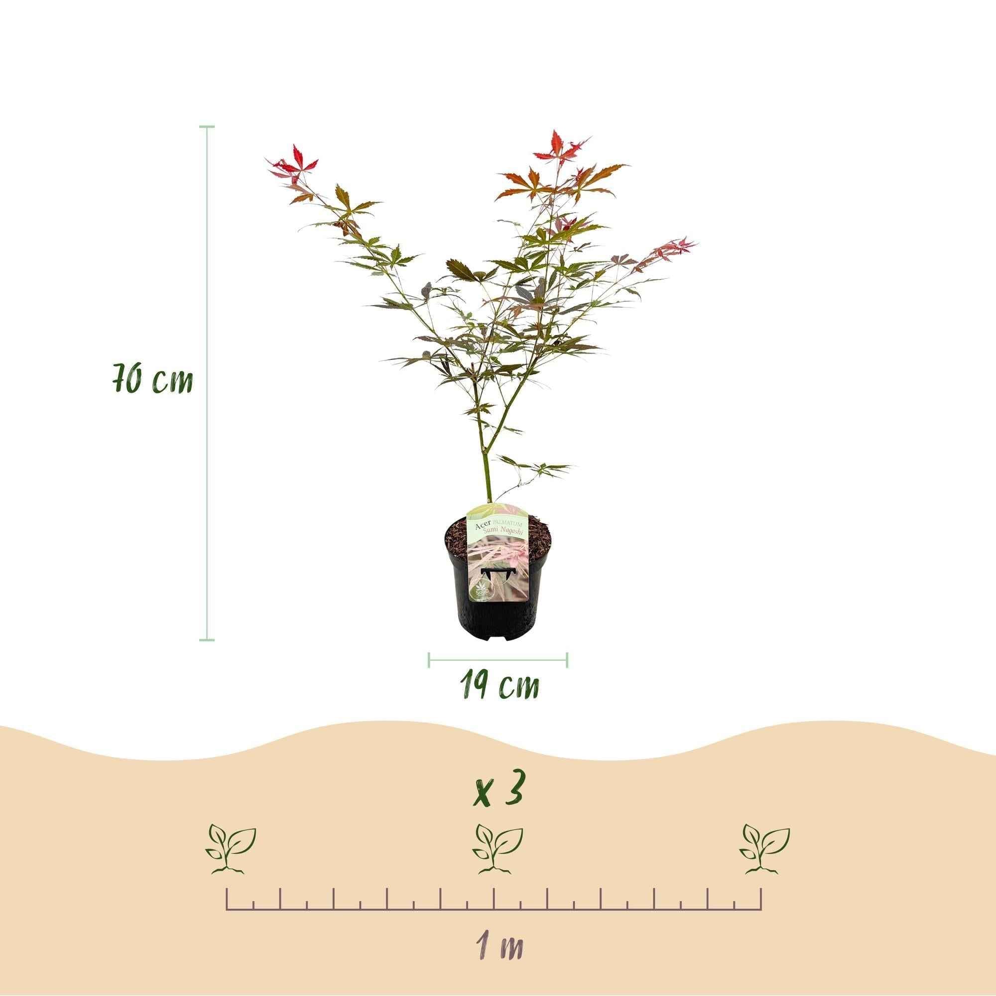 Image of Japanischer Ahorn Acer palmatum 'Sumi – nagashi' – Roter Zierahorn – Balkon – & Terrassenpflanze – Ø19cm – Ca. 70cm hoch-4