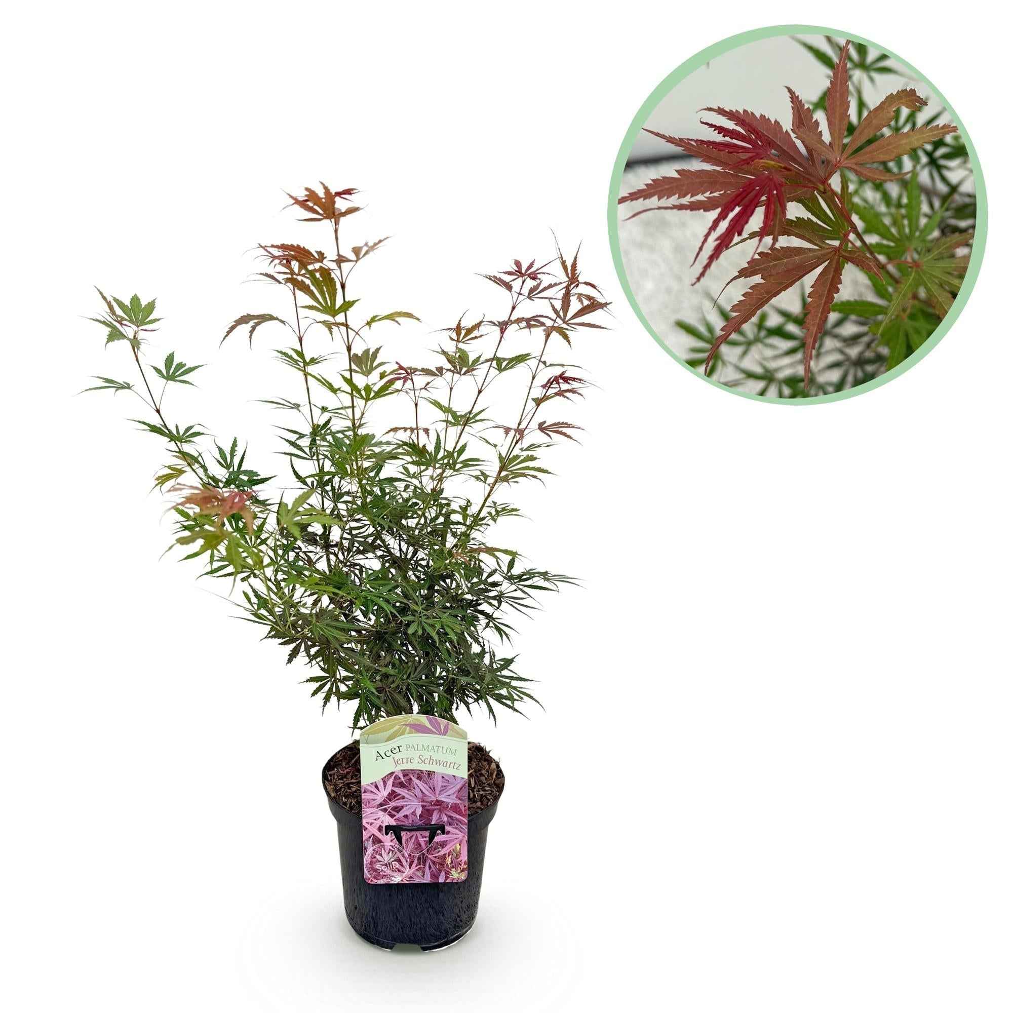 Image of Japanischer Ahorn Acer palmatum 'Jerre Schwartz' – Dunkelrot – Balkon – & Gartenpflanze – Ø19cm – Ca. 70cm hoch-1