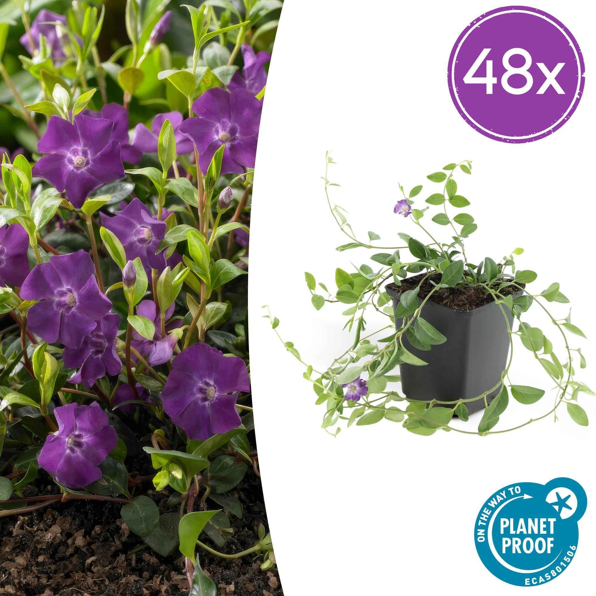 Image of Vinca minor ‘Atropurpurea’ – ↕10-25cm – Ø9cm – Immergrüner Bodendecker – Lila Blüte – Pflegeleicht – Für Sonne & Schatten-0