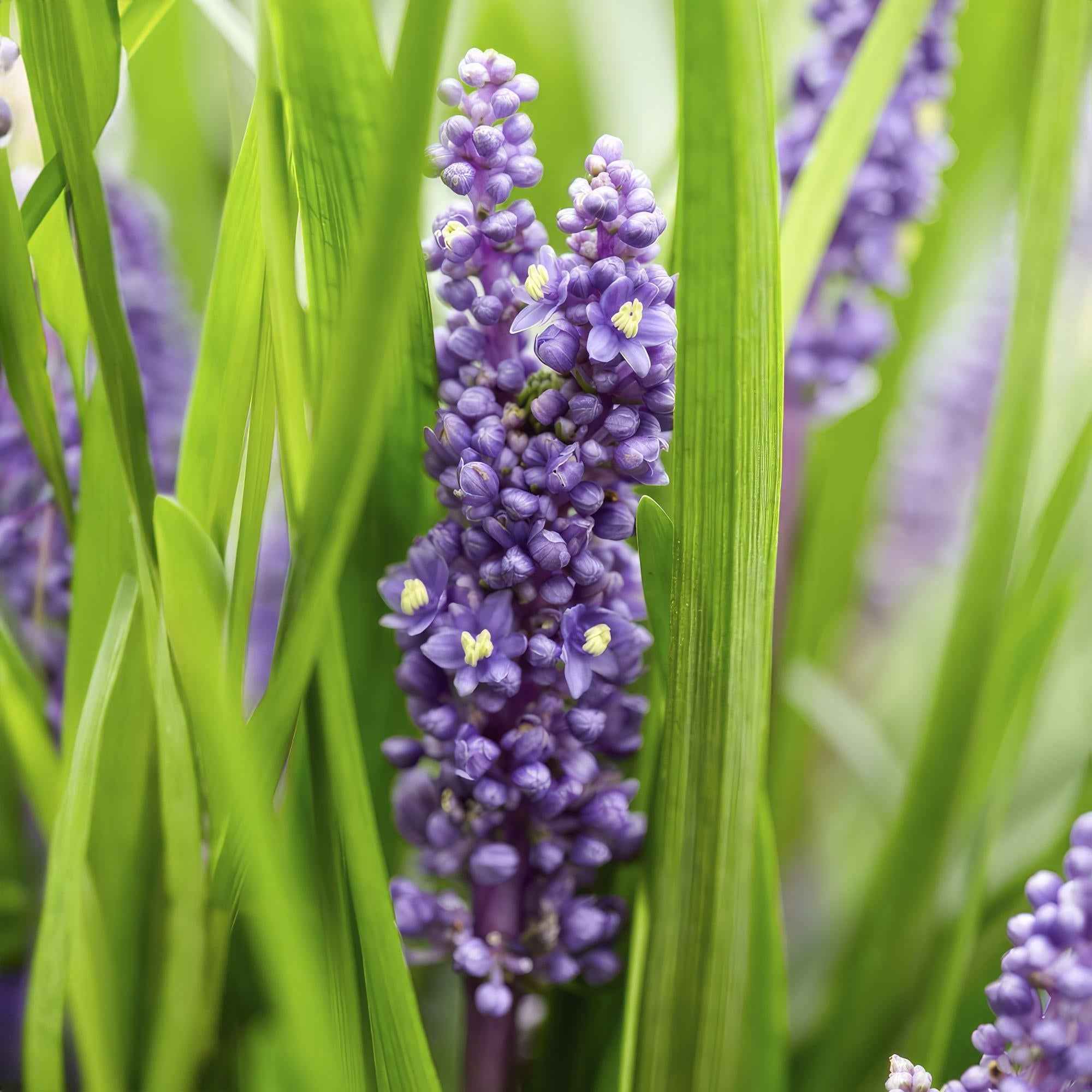 Image of Lilientraube Liriope muscari 'Big Blue' – ↕10-25cm – Ø9cm –, Pflegeleicht, Halbschatten-1